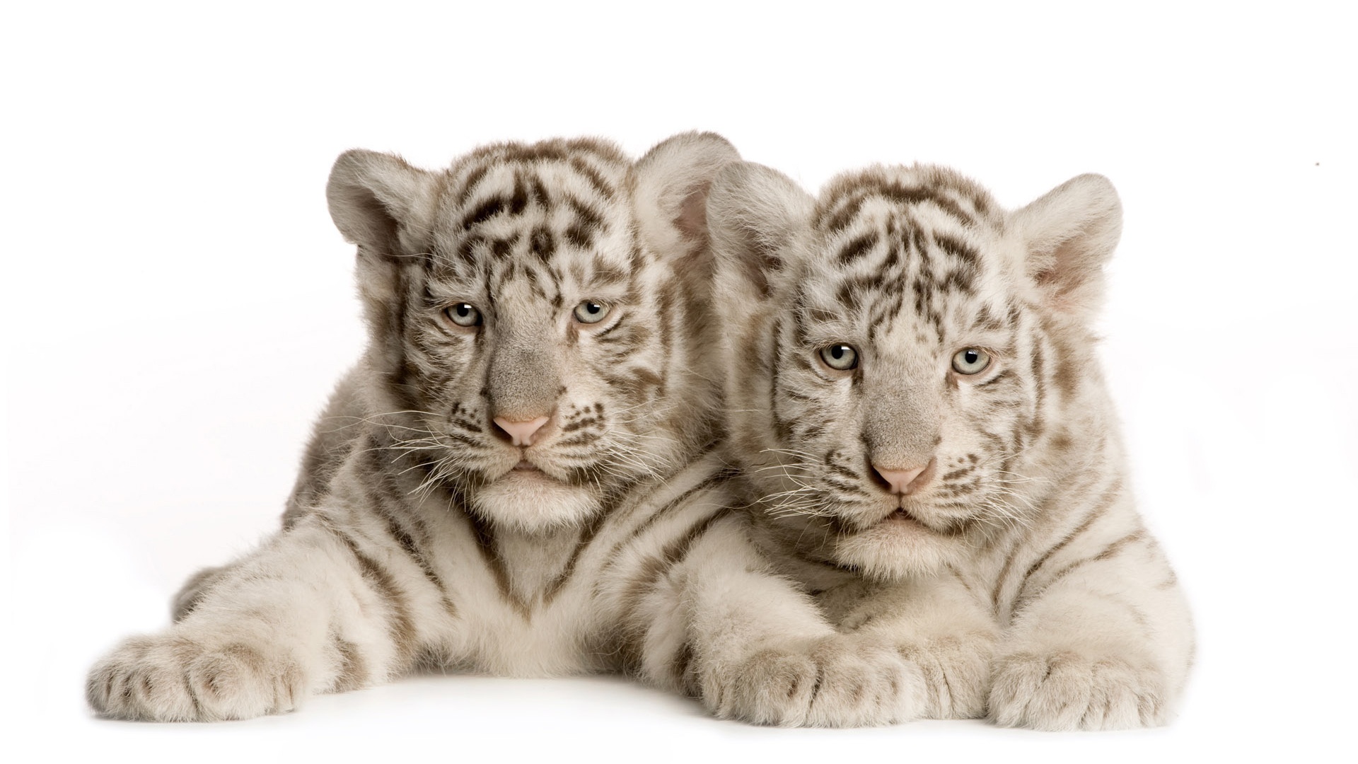 tiger cubs wallpaper hd