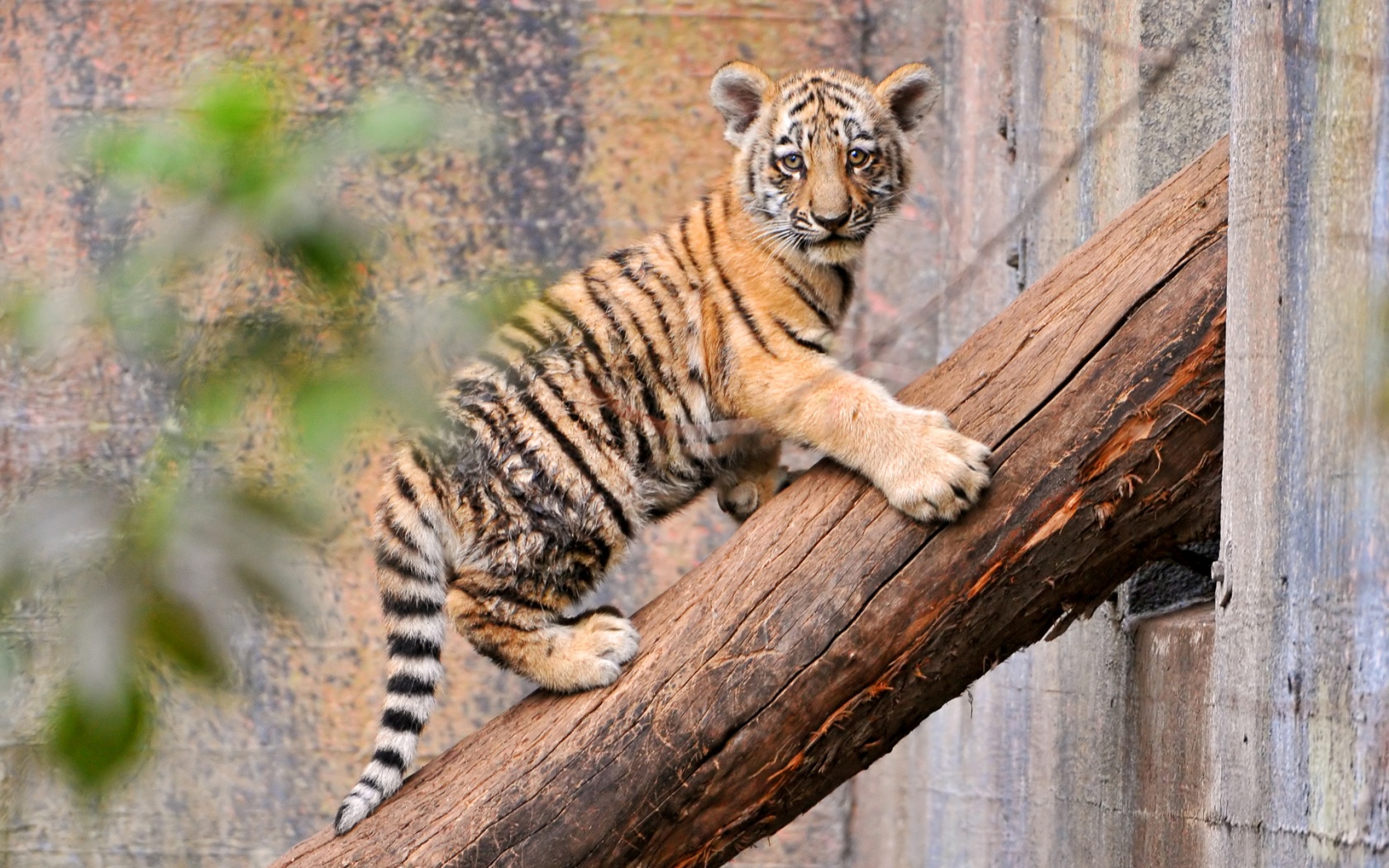 tiger cubswallpaper