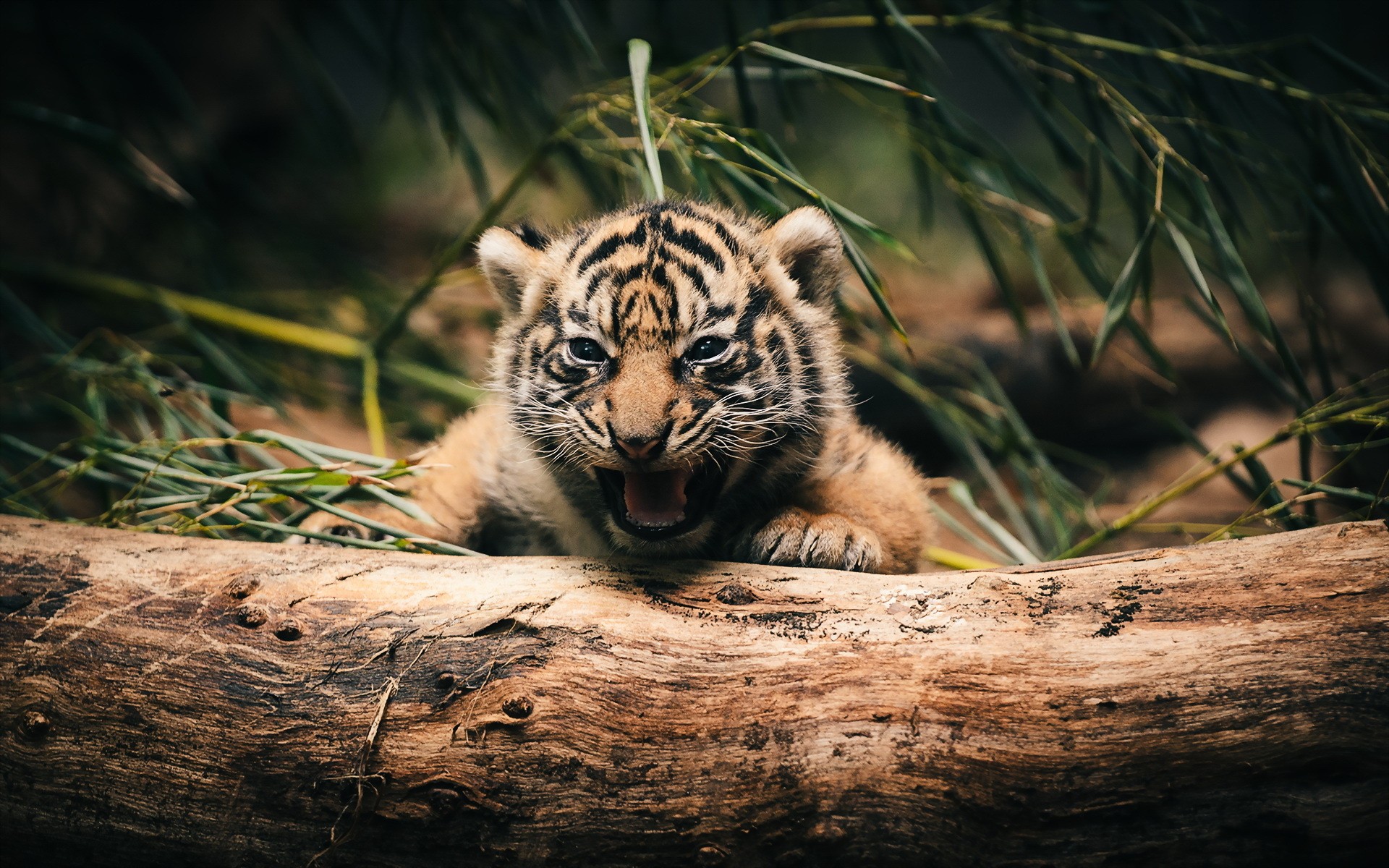 tiger cute pictures