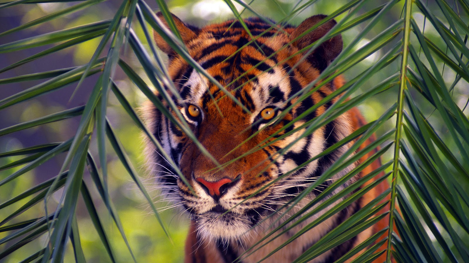 tiger cute wallpaper