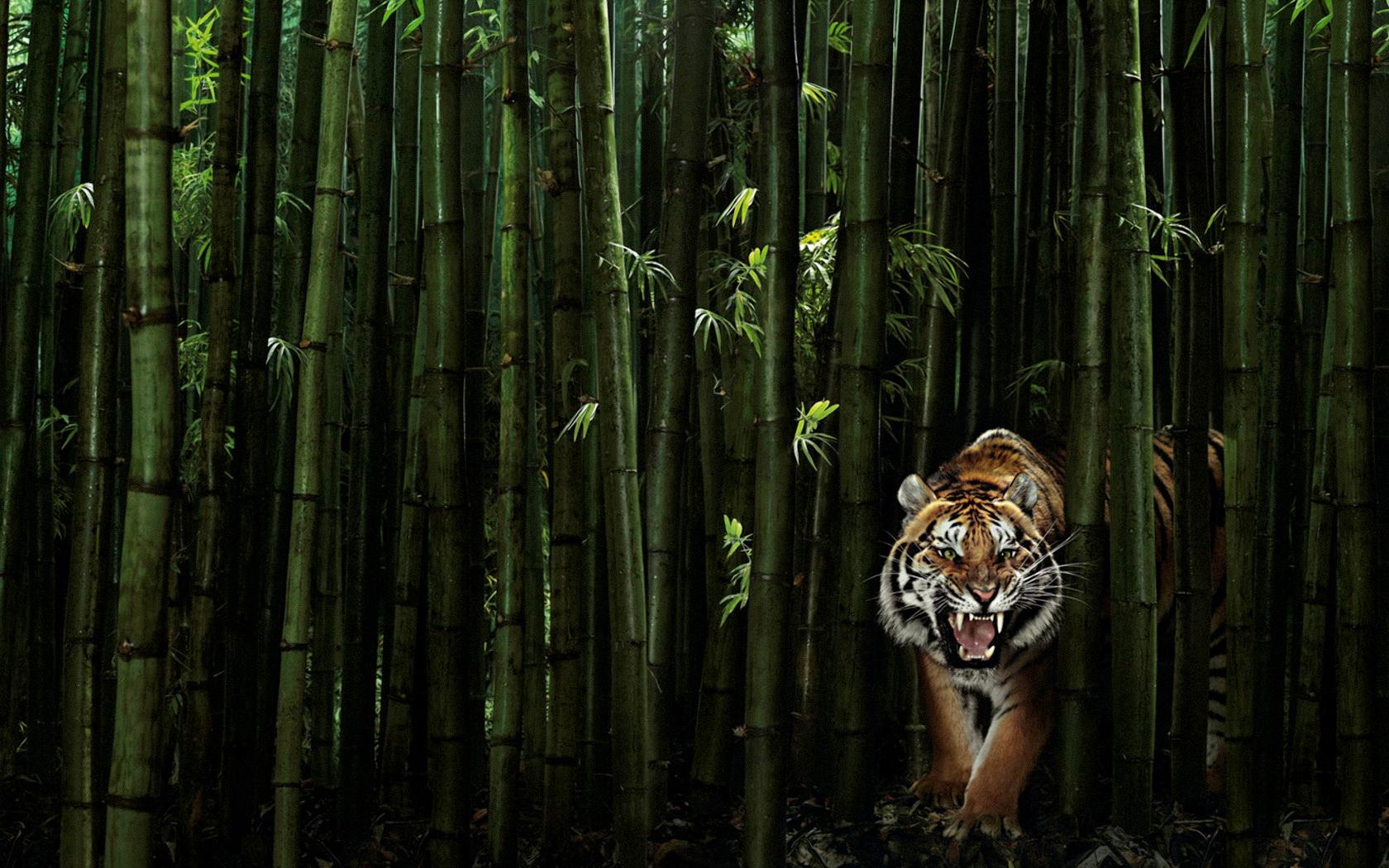 tiger design wallpaper