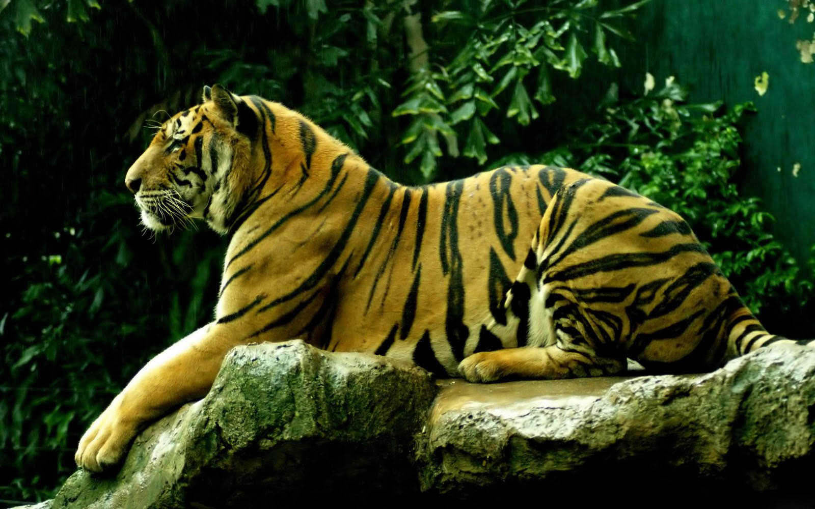 tiger desktop background wallpaper