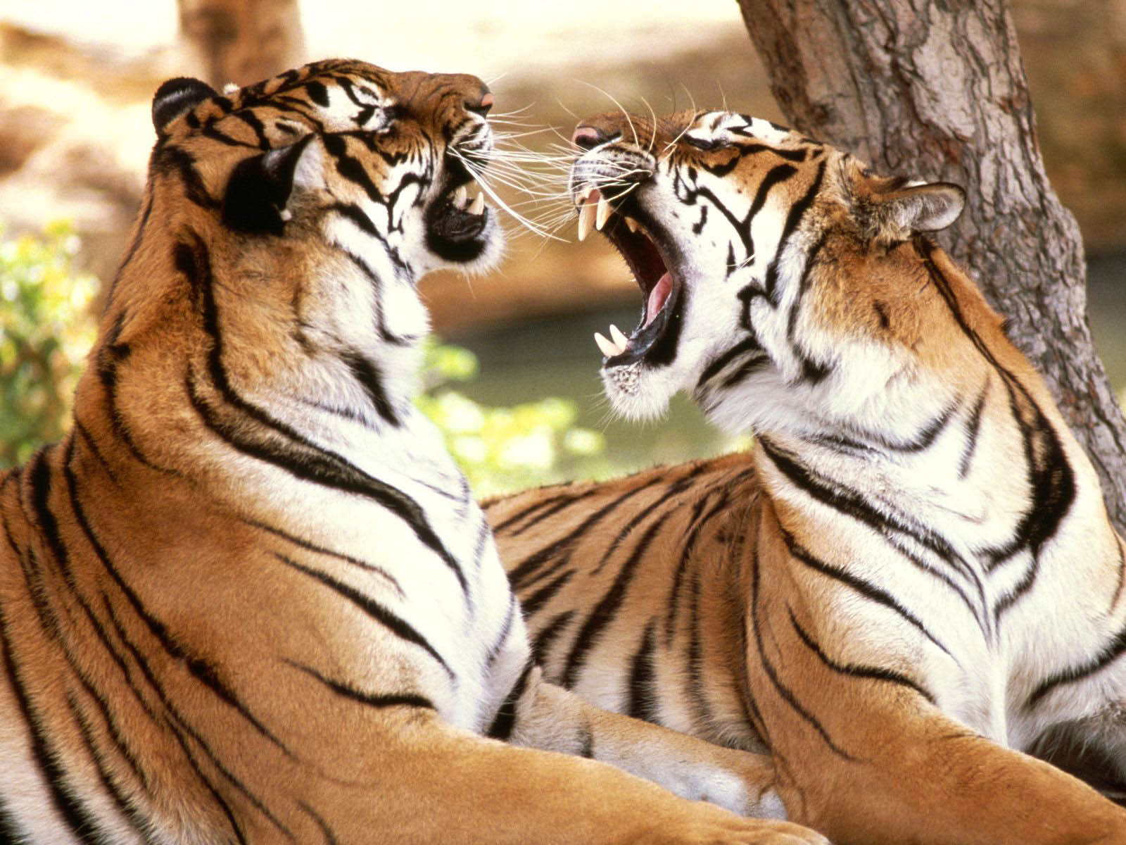 tiger desktop wallpaper dowload