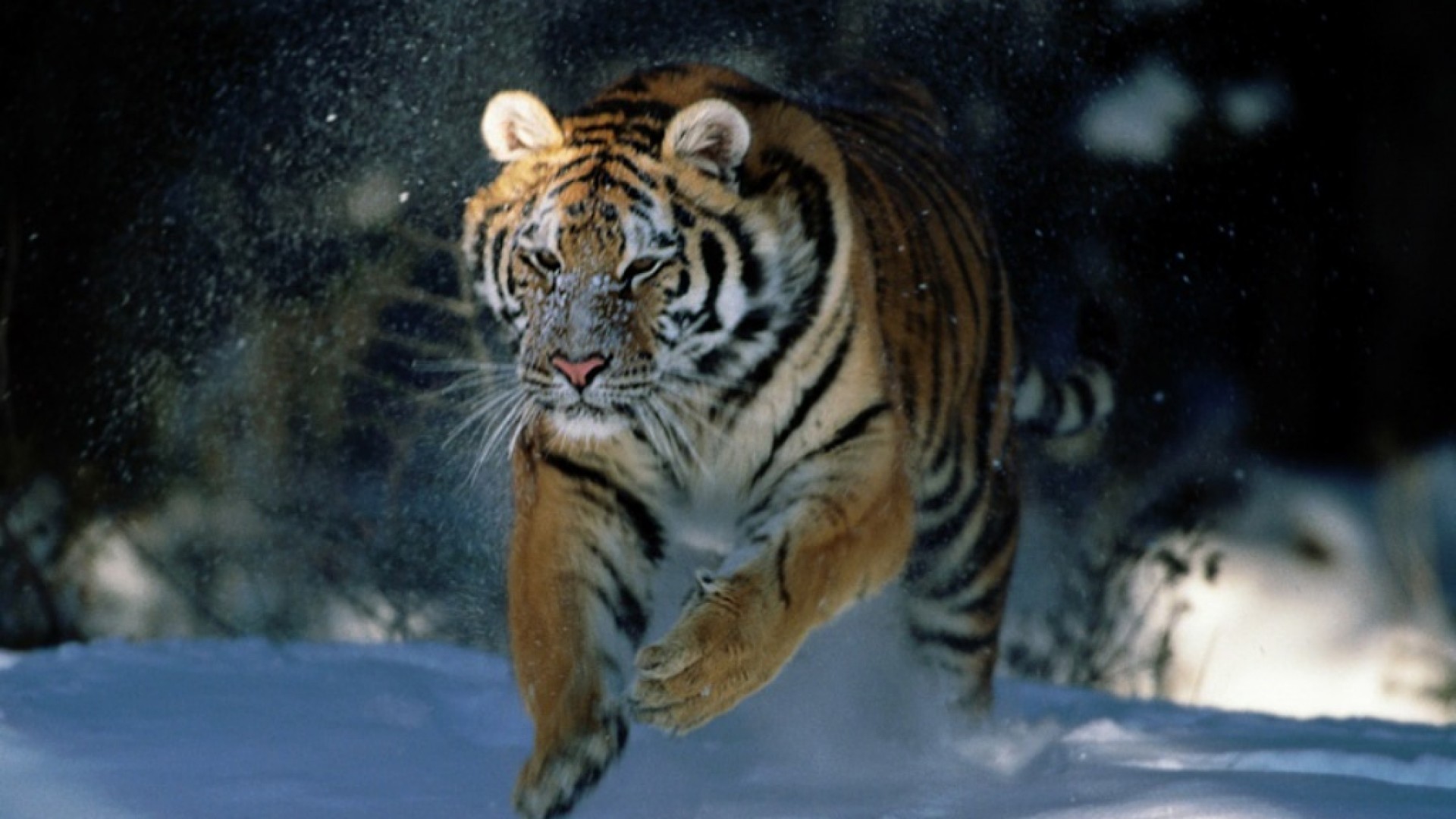 tiger desktop wallpaper free