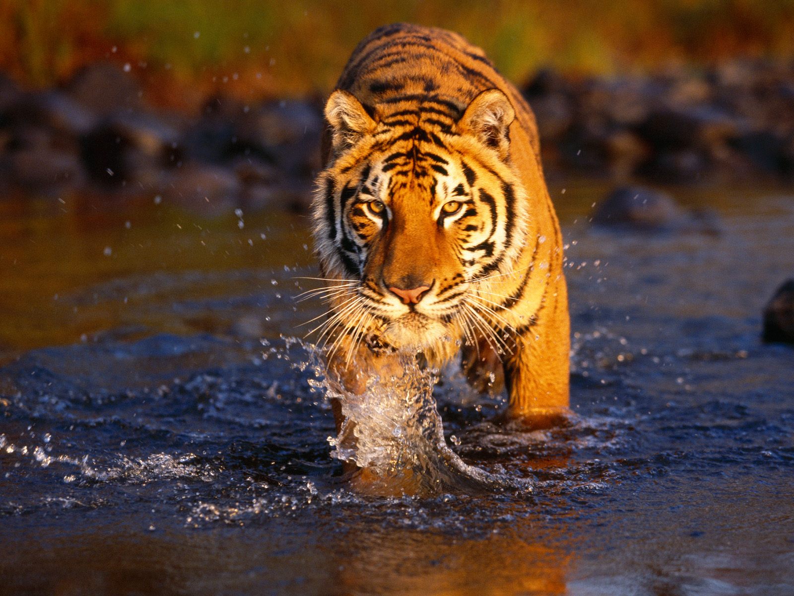 tiger desktop wallpaper hd
