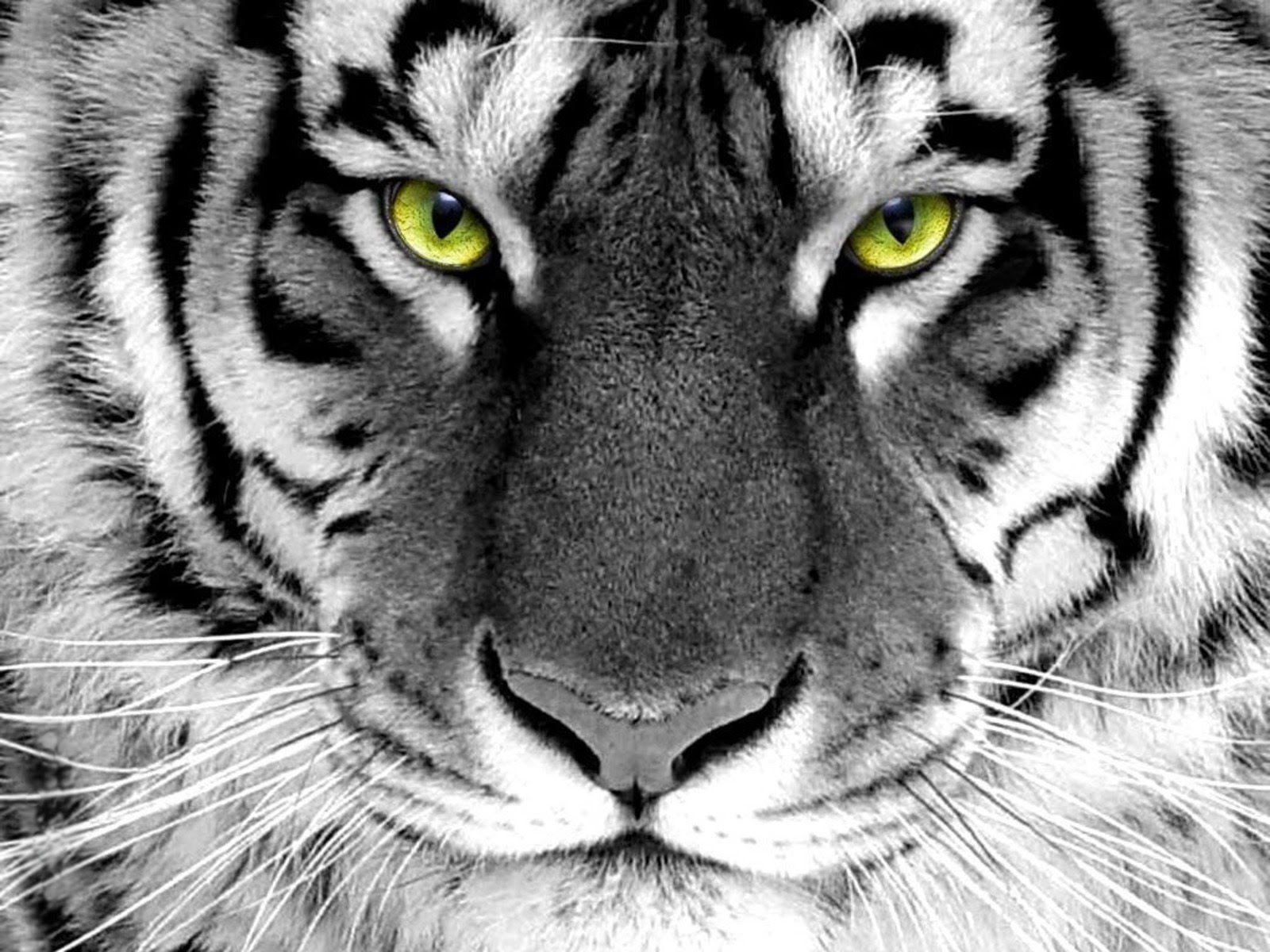 tiger face picture dowload