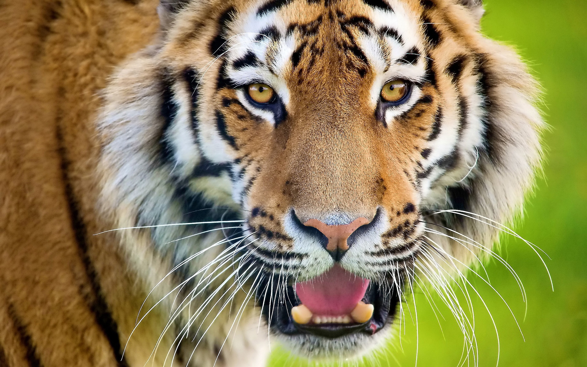 tiger face wallpaper dowload