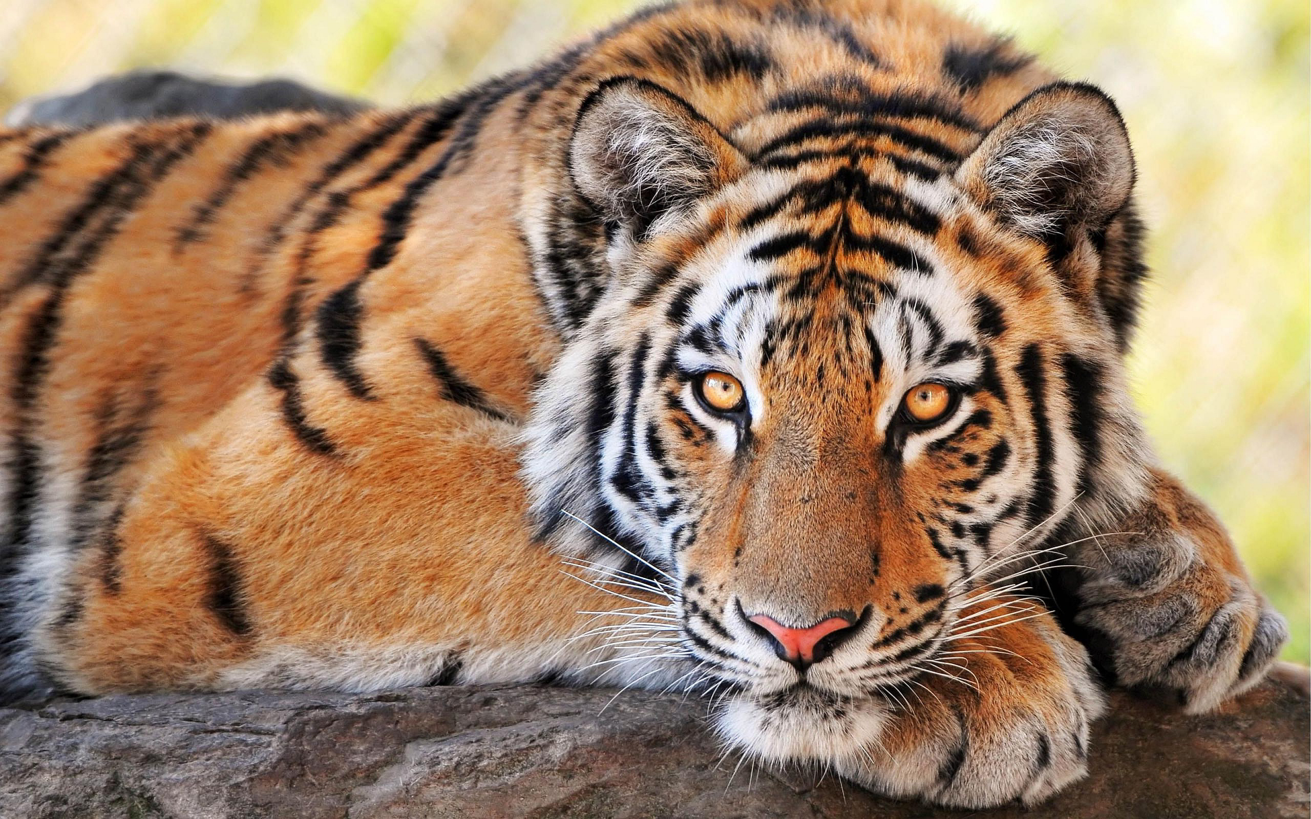 tiger facts and pictures dowload