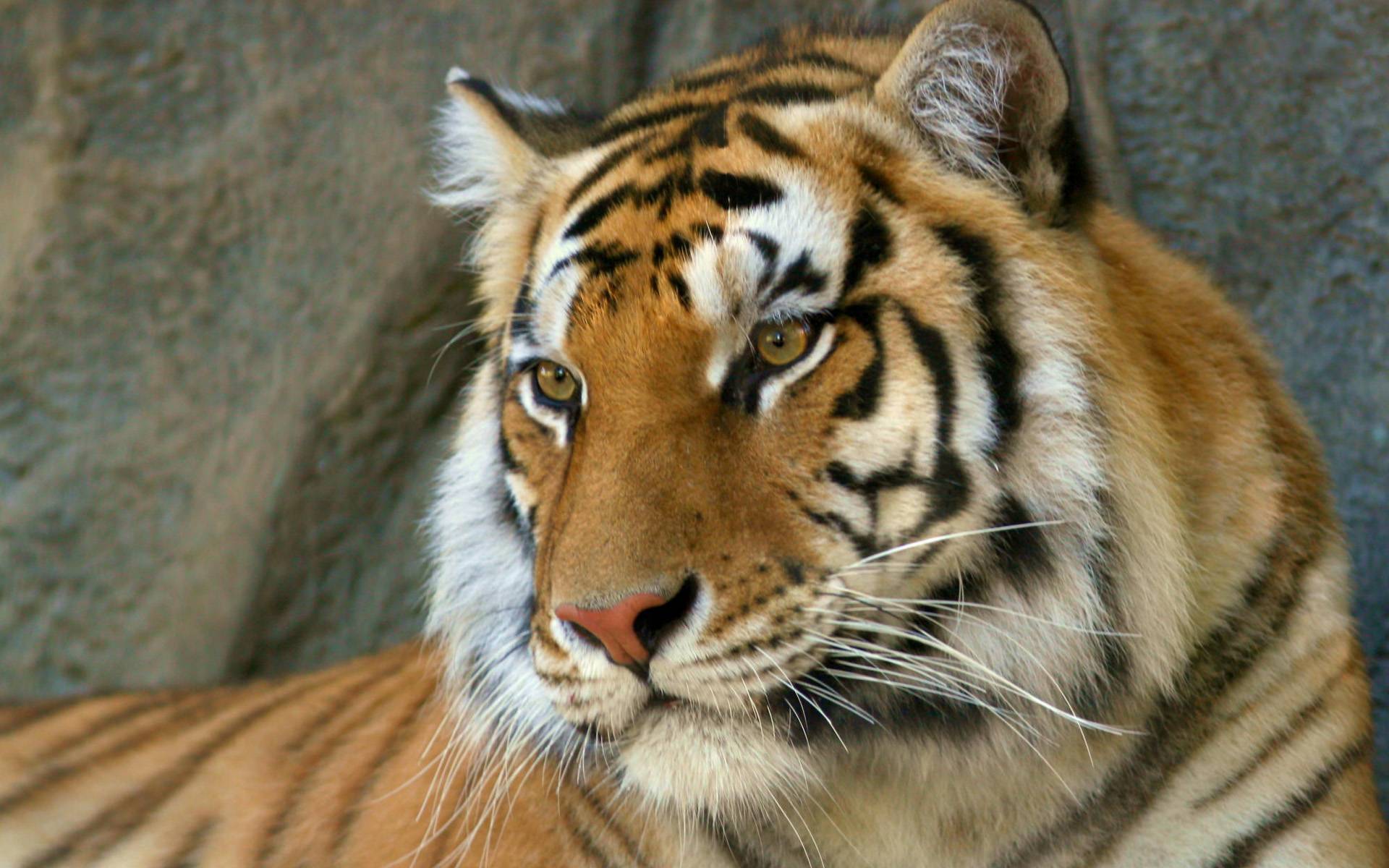 tiger free image wallpaper