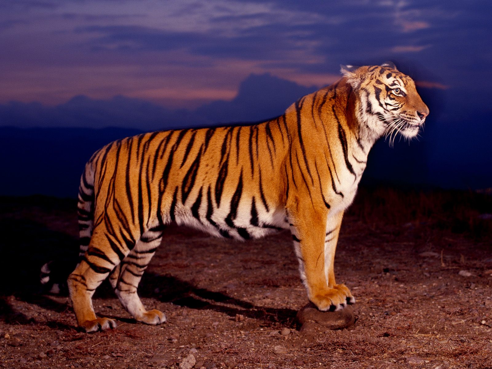 tiger free images