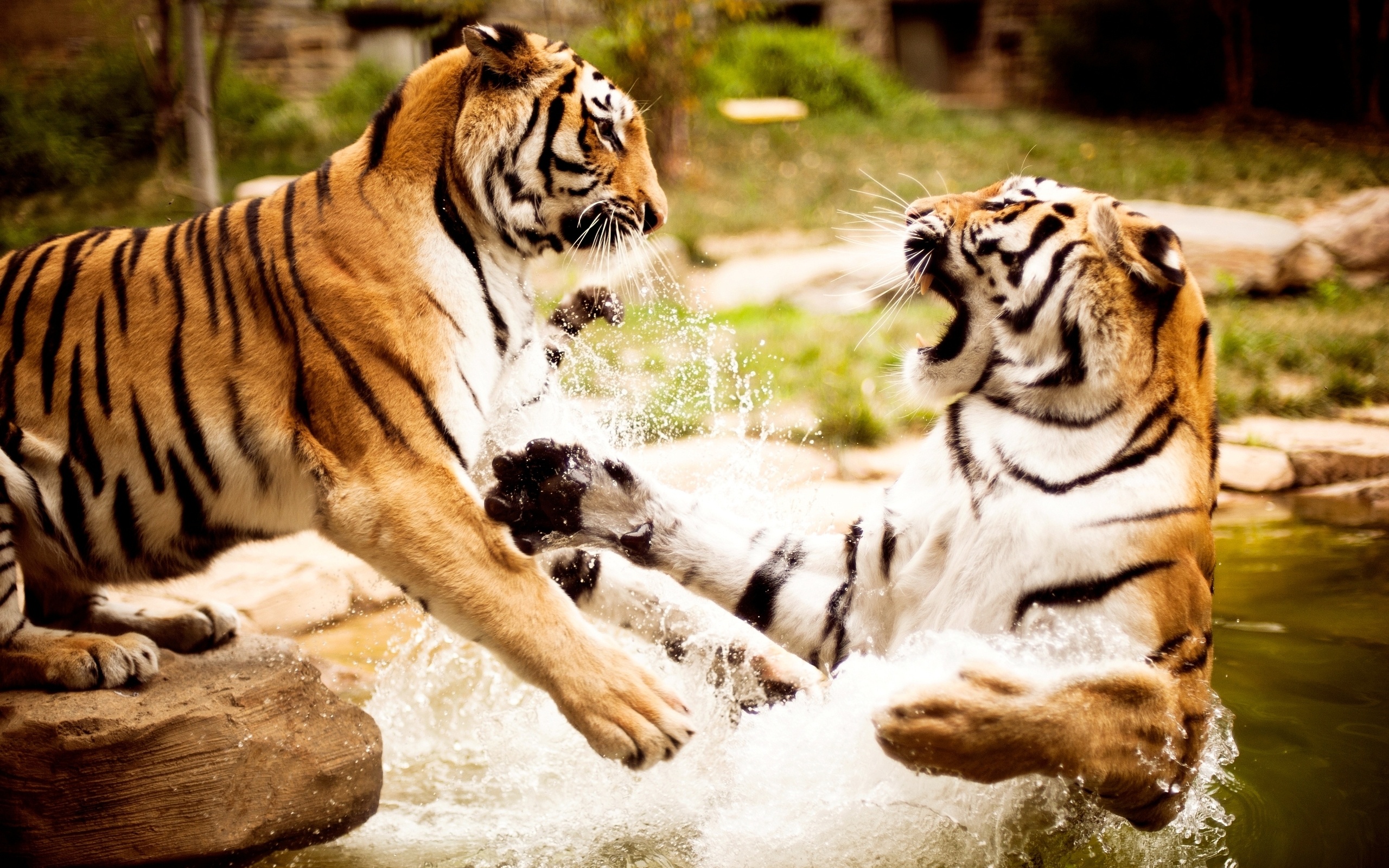 tiger free wallpaper dowload