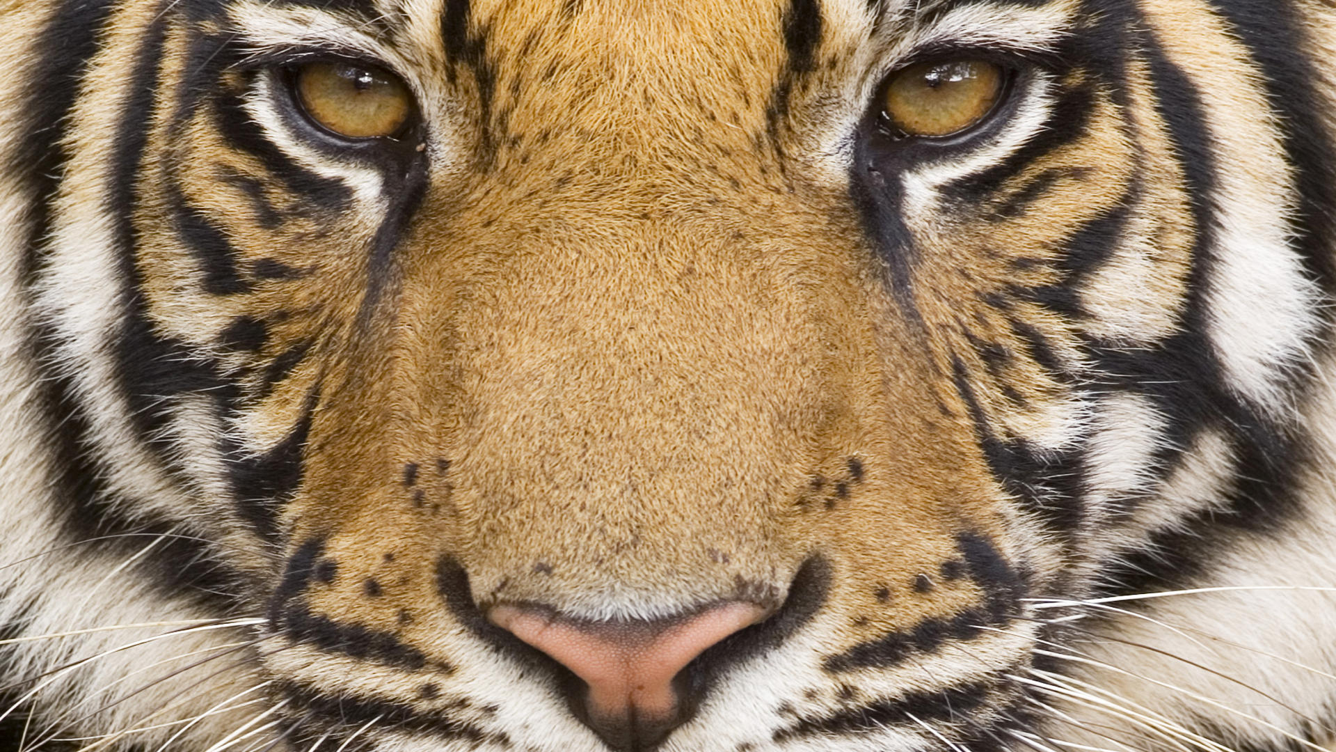 tiger free wallpaper