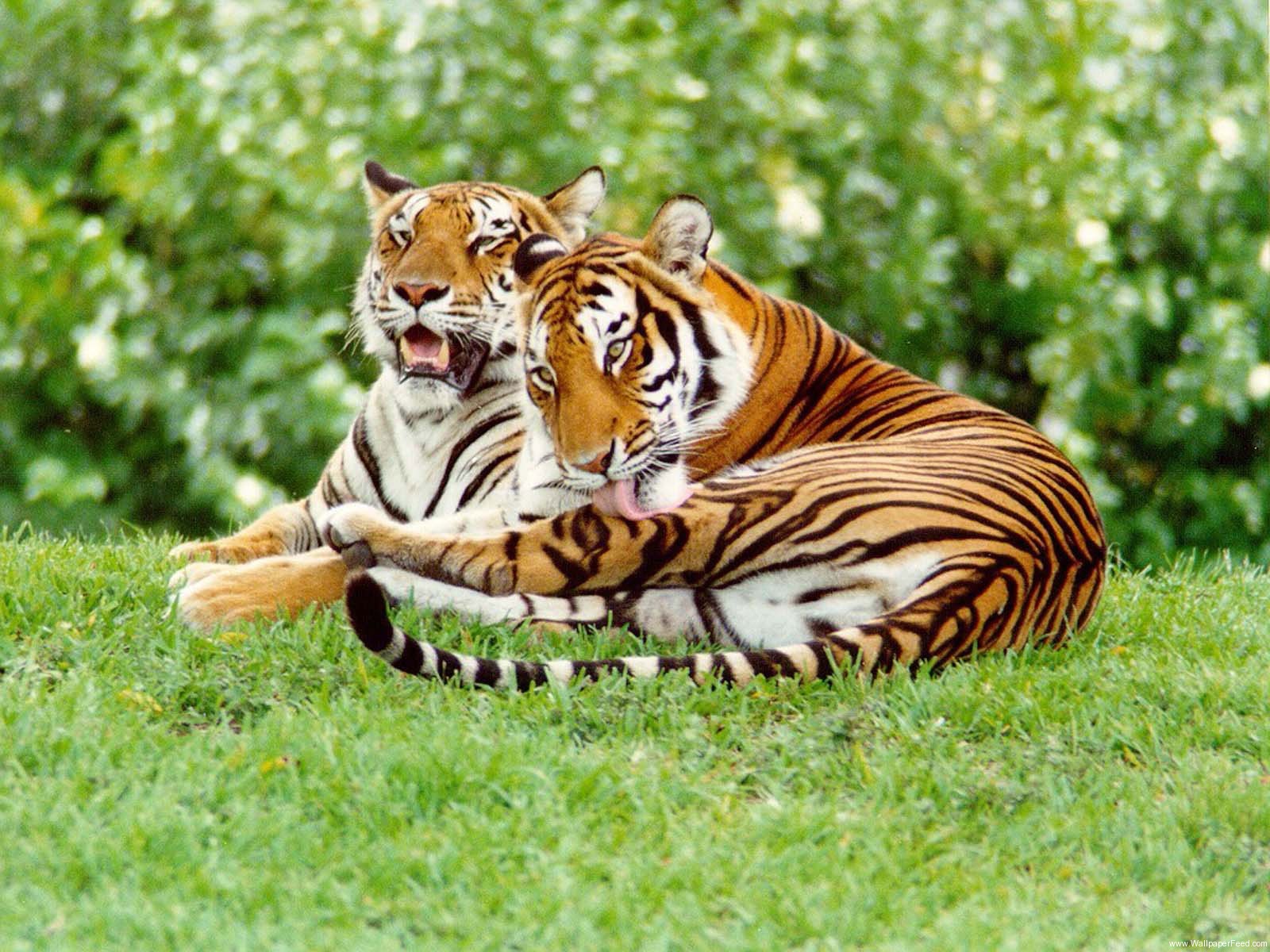 tiger freewallpaper