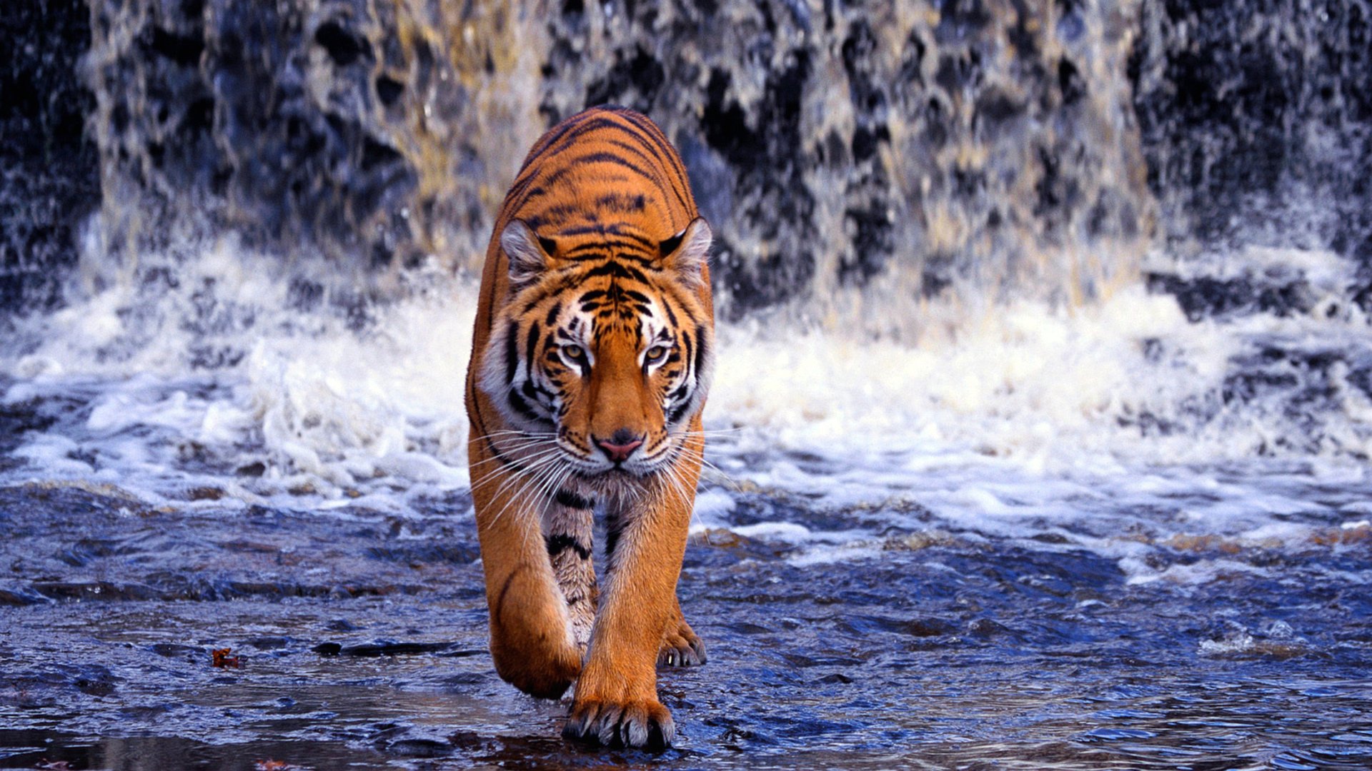 tiger full hd wallpapers
