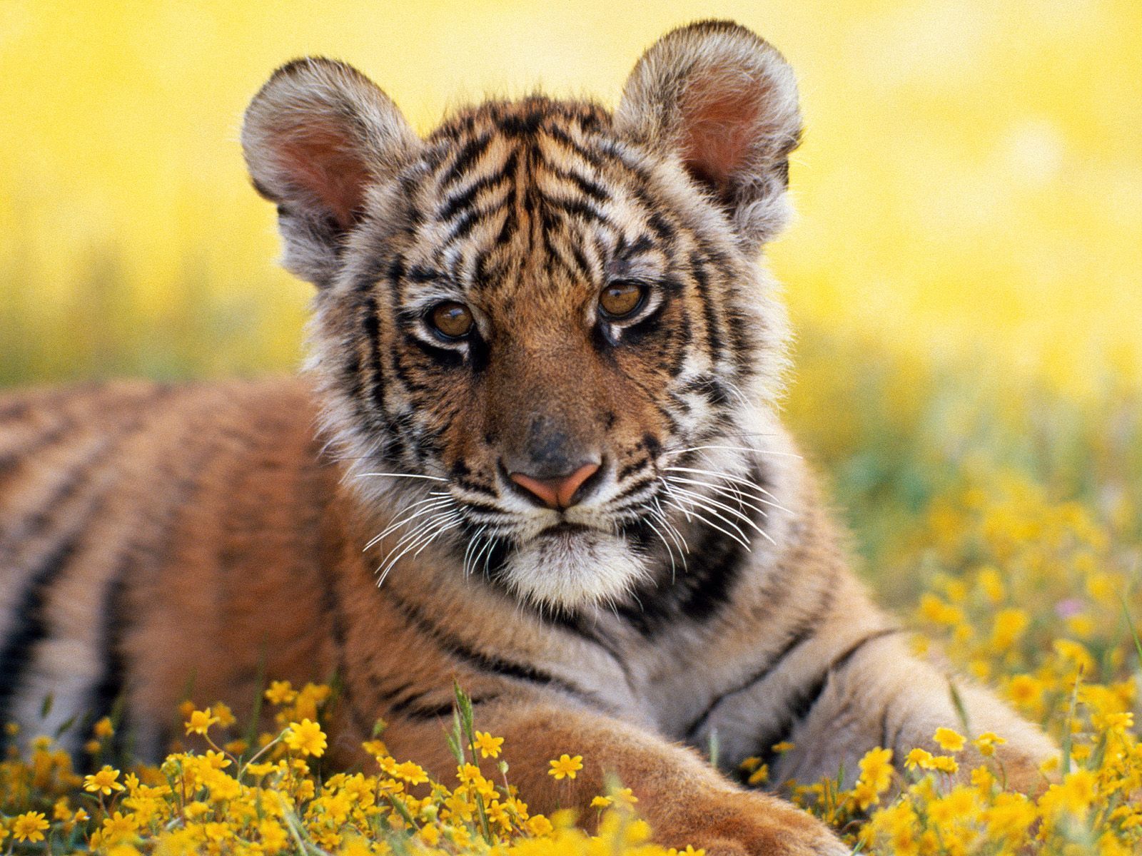 tiger funny picture dowload