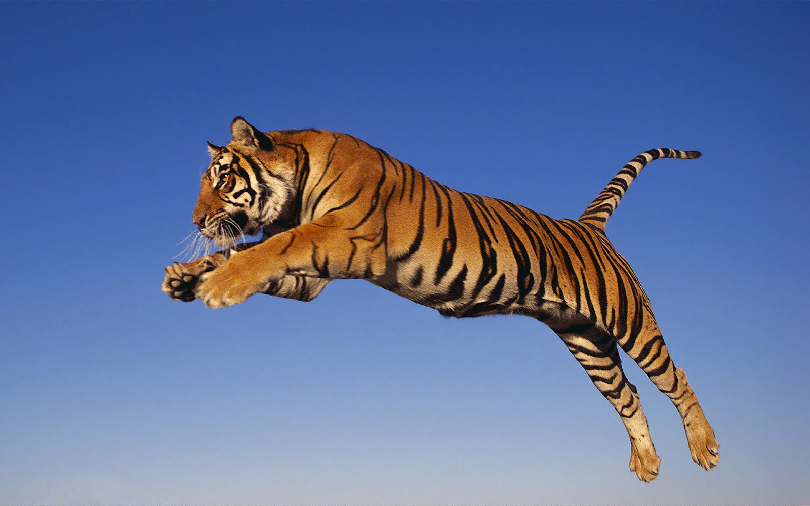 tiger hd images download wallpaper