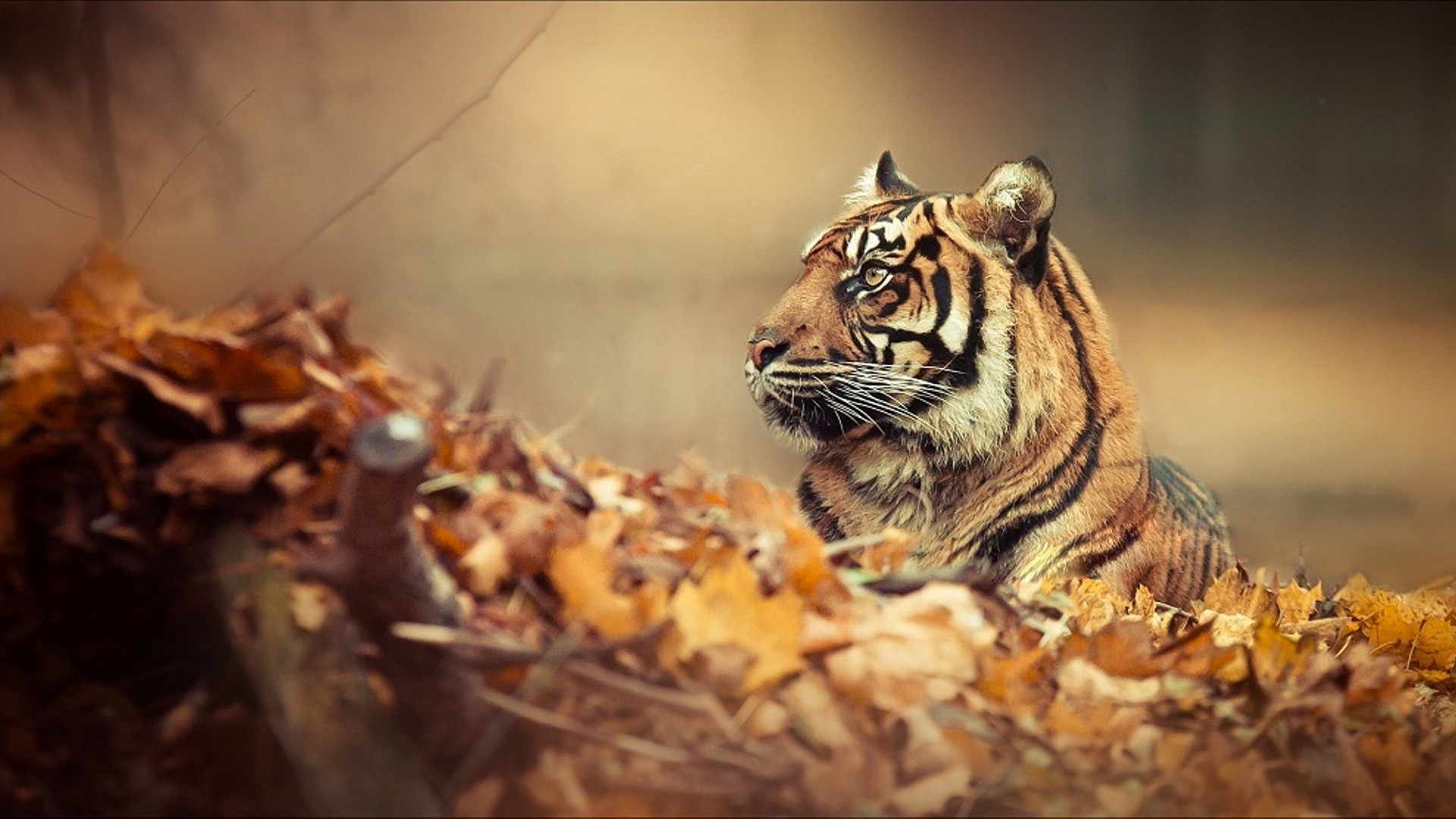 tiger hd images free download wallpaper