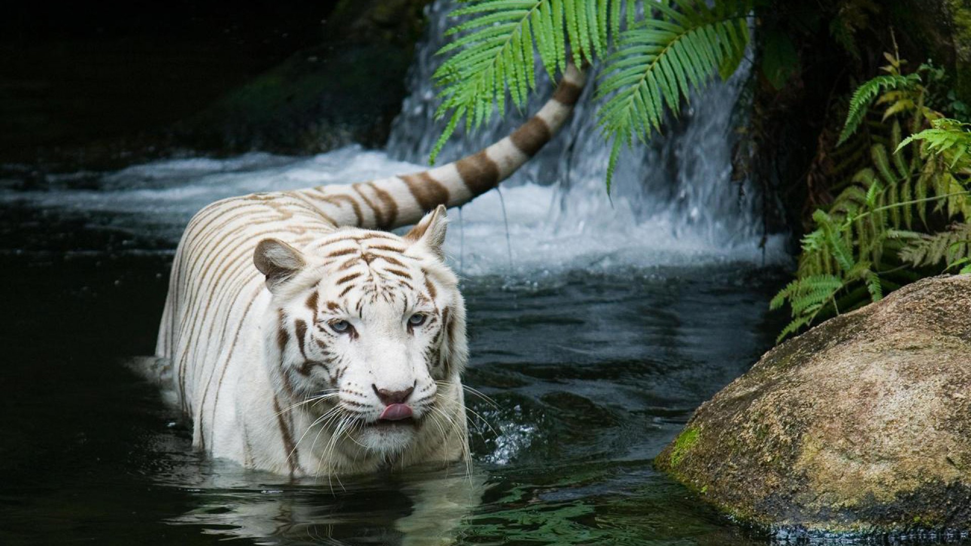 tiger hd wallpapers 1920x1080