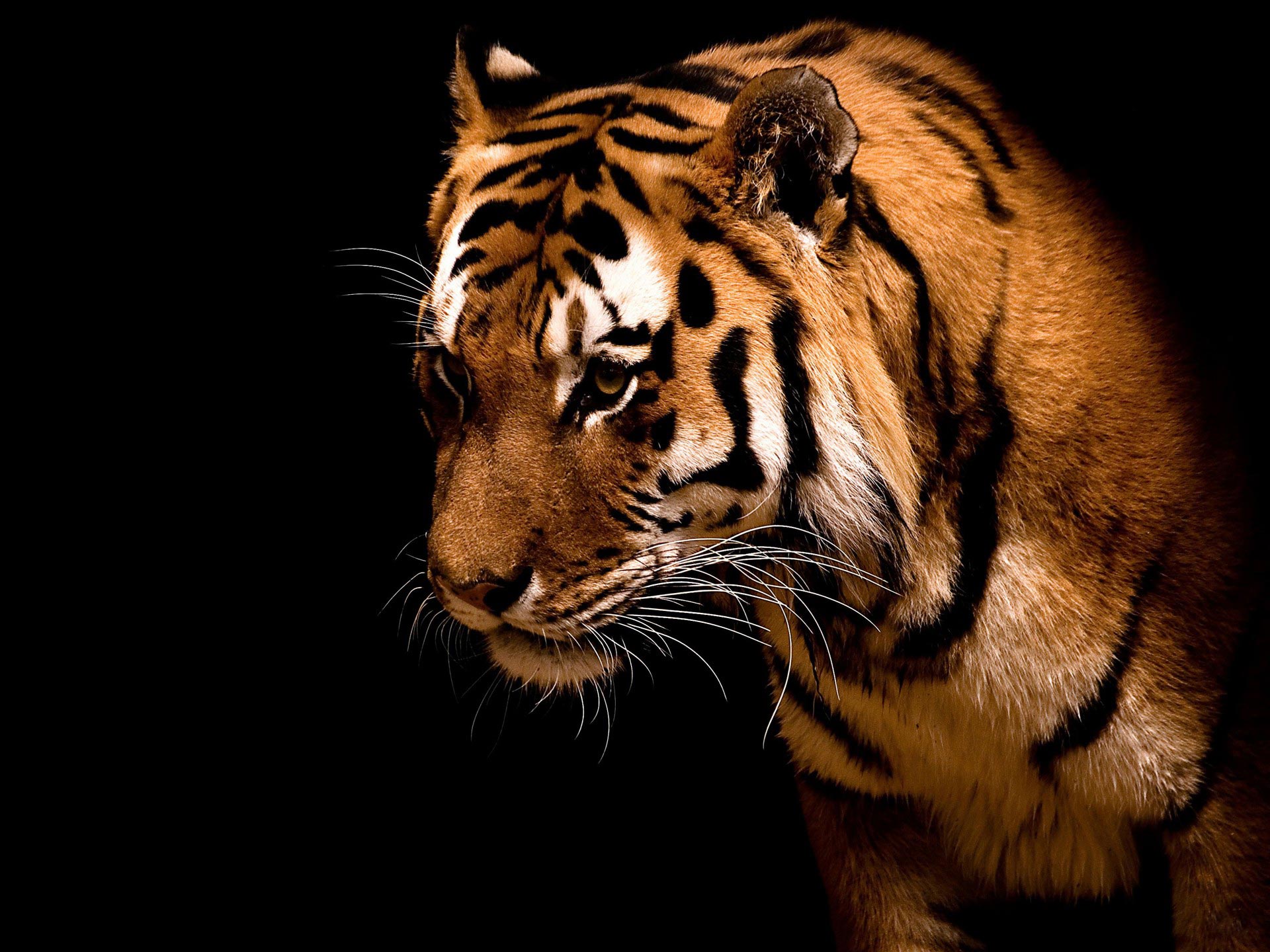 tiger hd wallpapers download