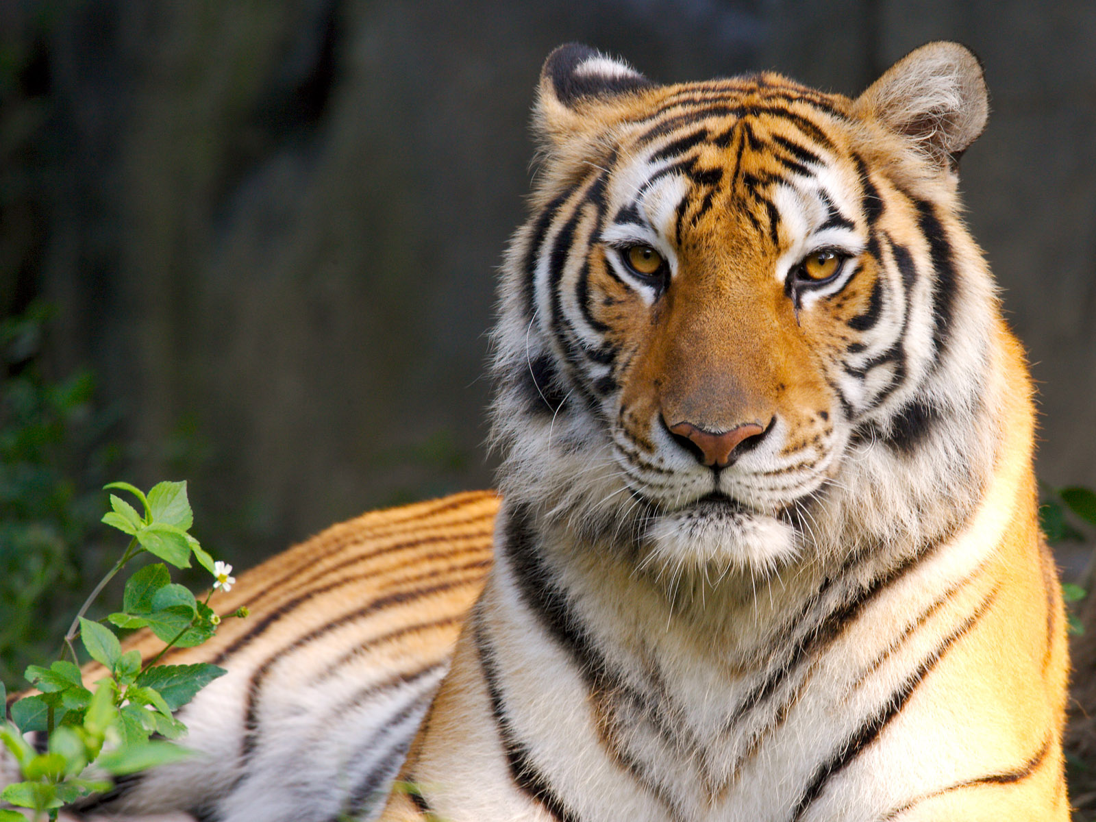 tiger hd wallpapers for desktop