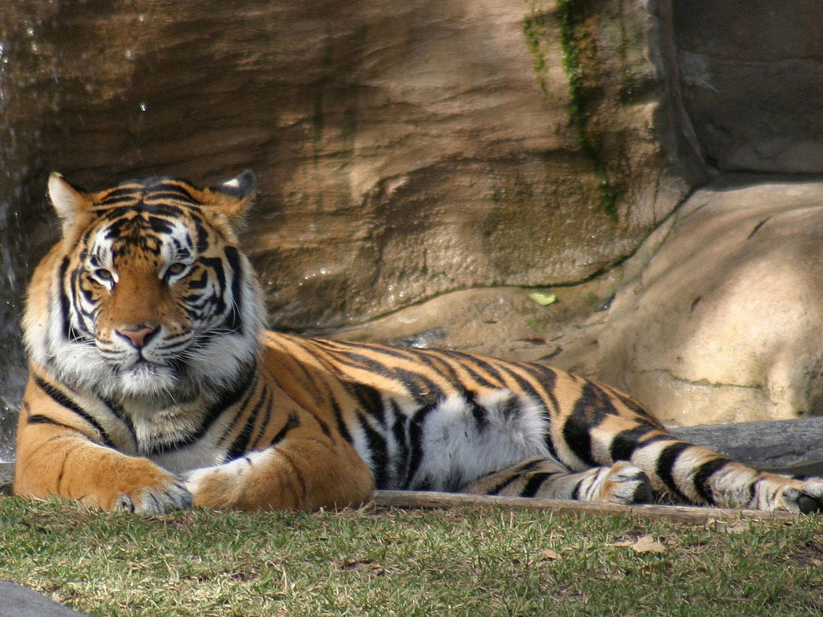 tiger hd wallpapers