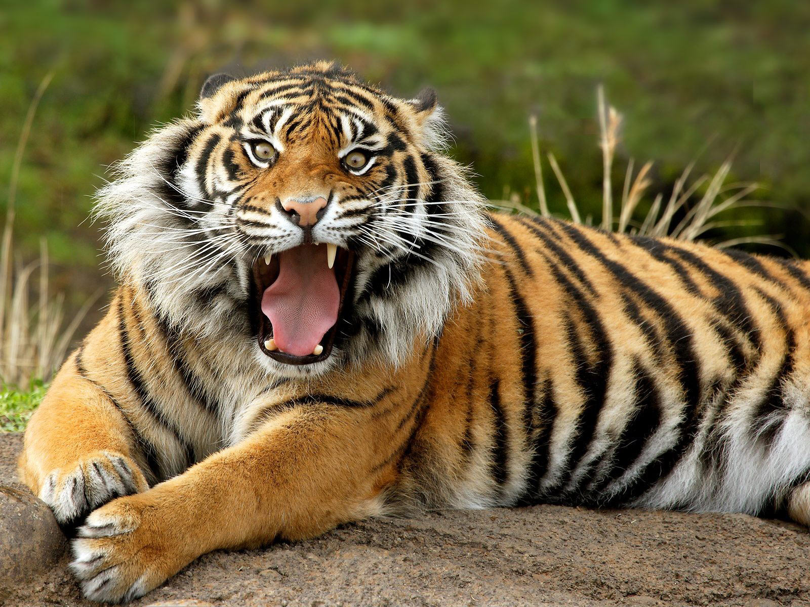 tiger high definition wallpapers