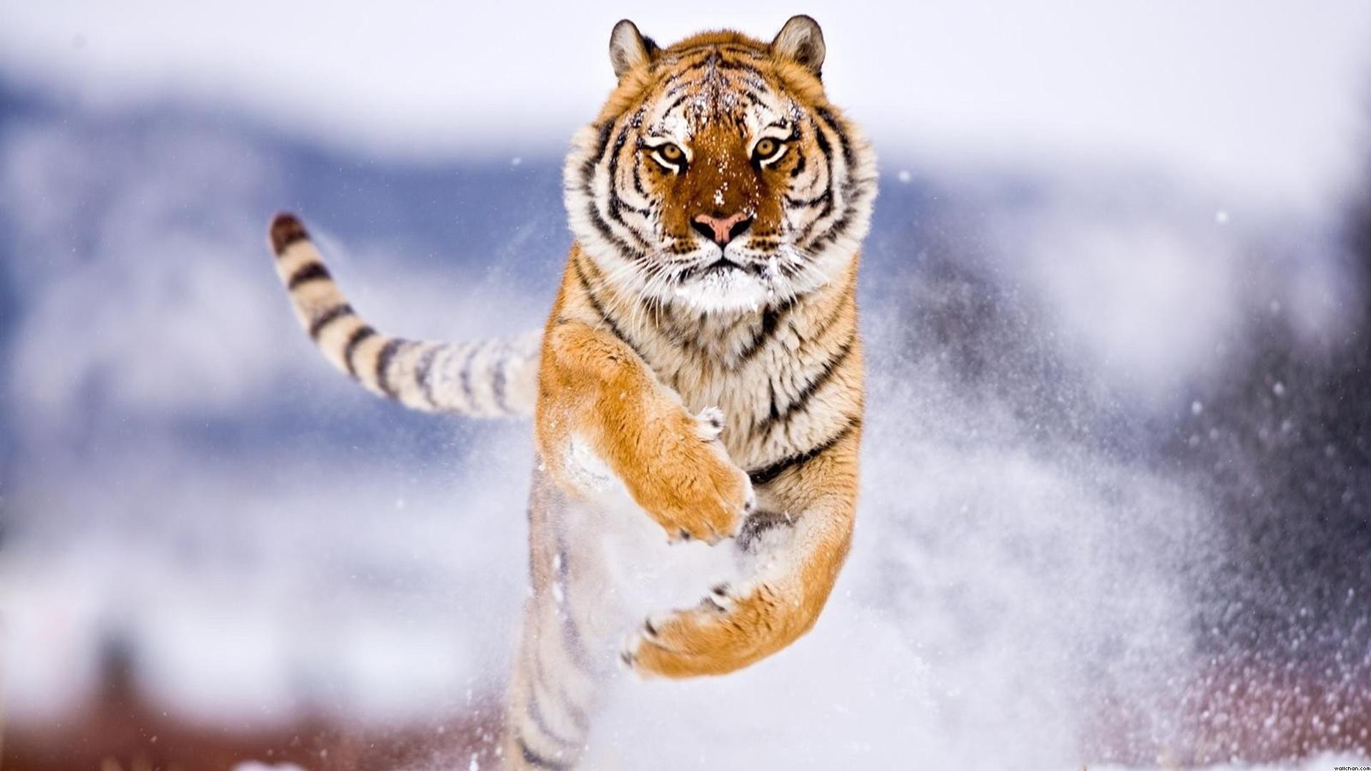 tiger high quality wallpaper dowload