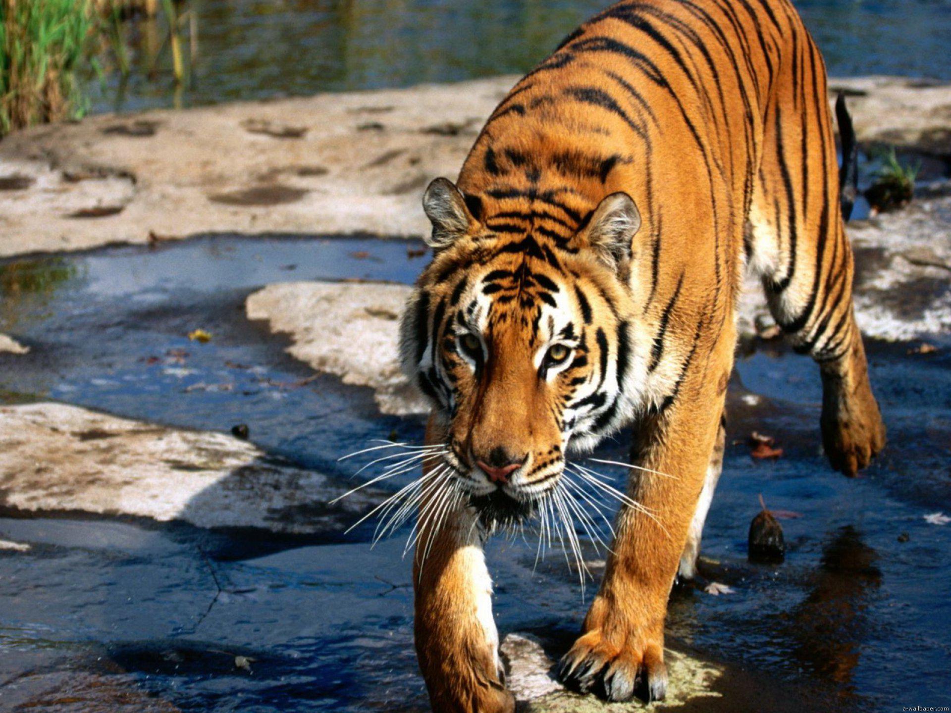 tiger image download
