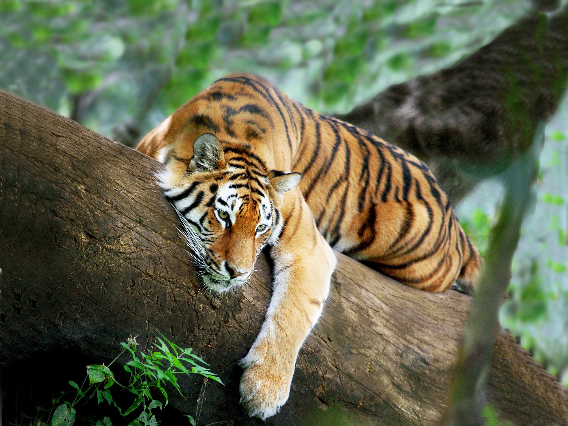tiger image hd wallpaper