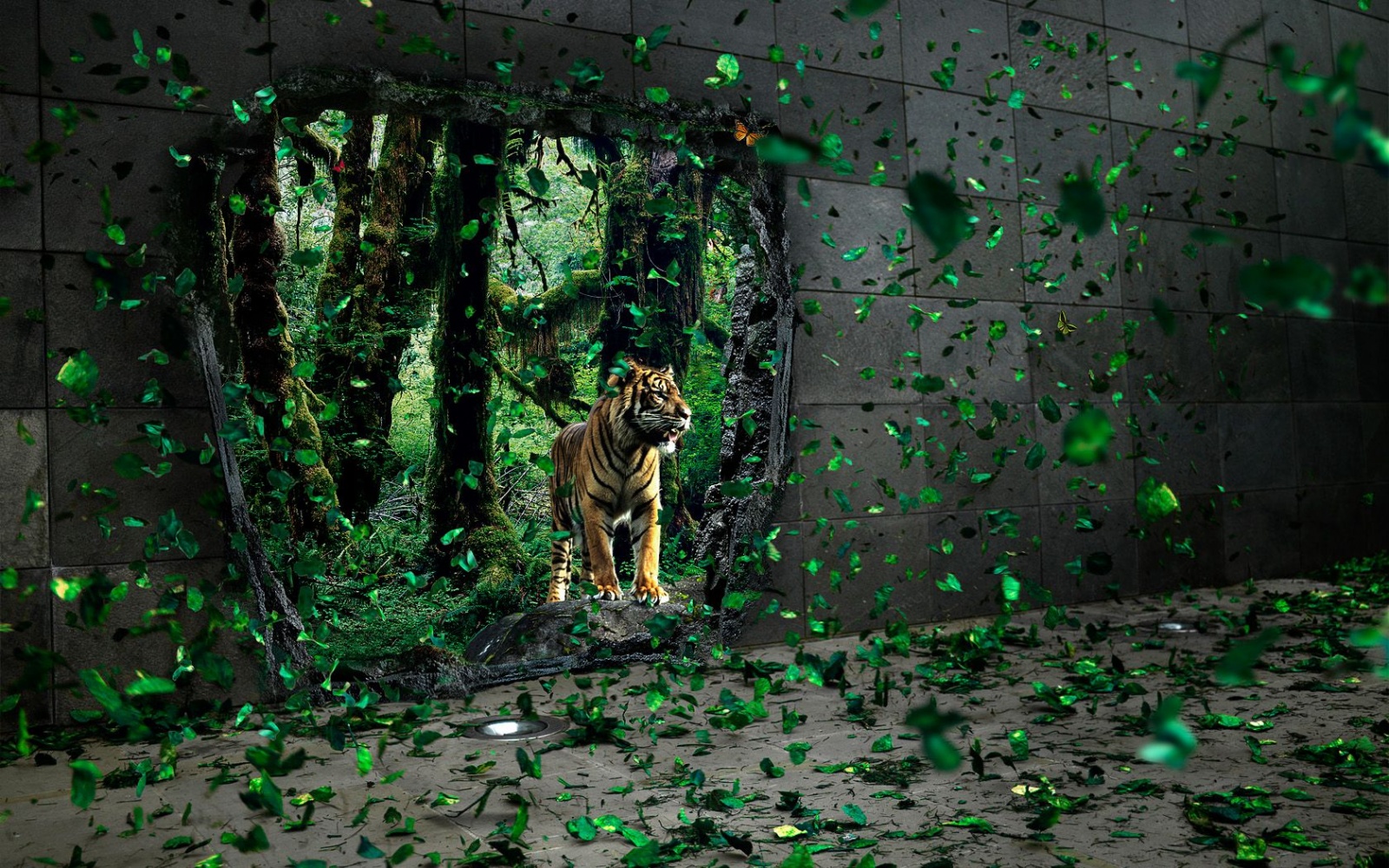 tiger image in hd wallpaper