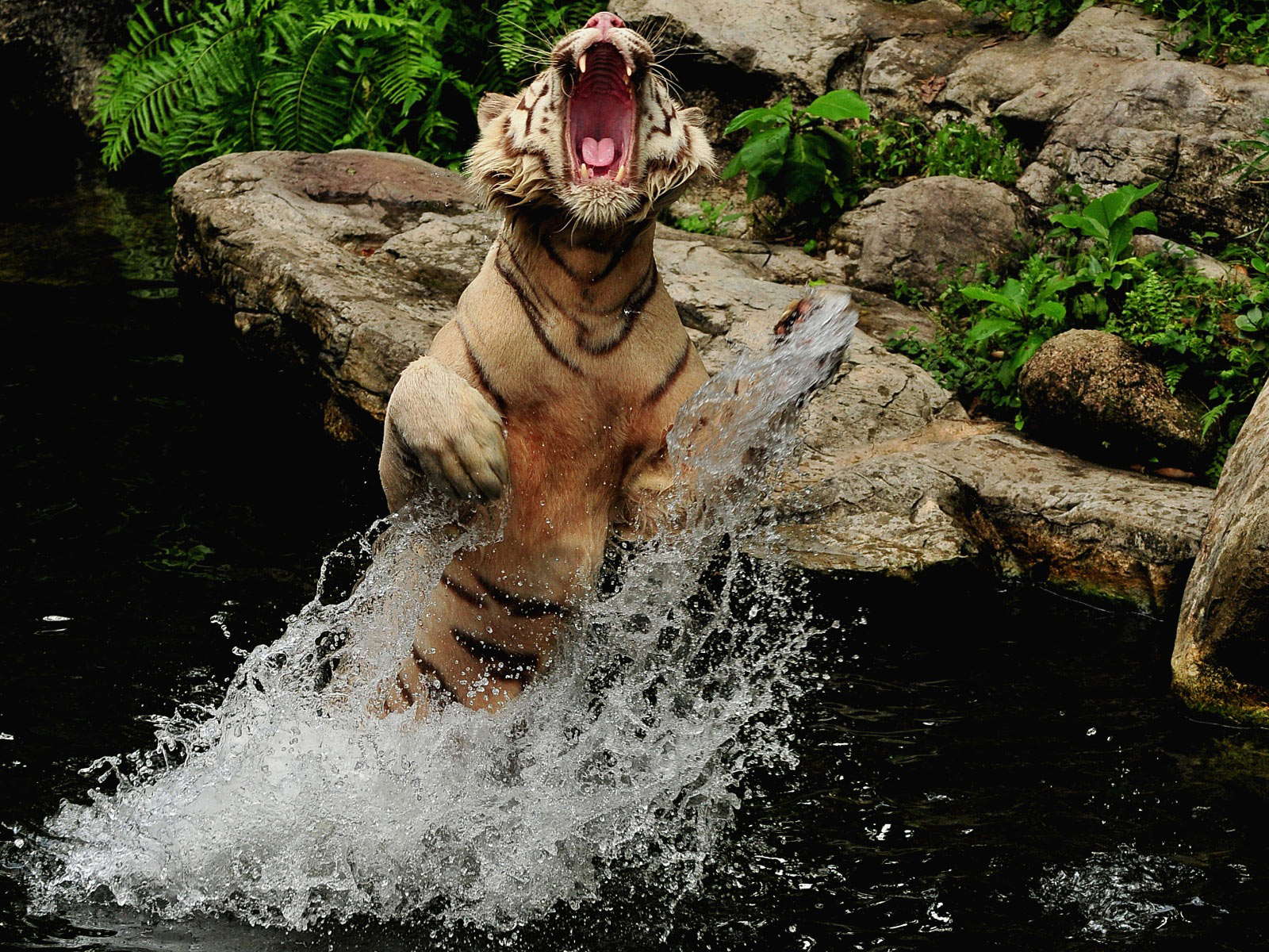 tiger image in hd