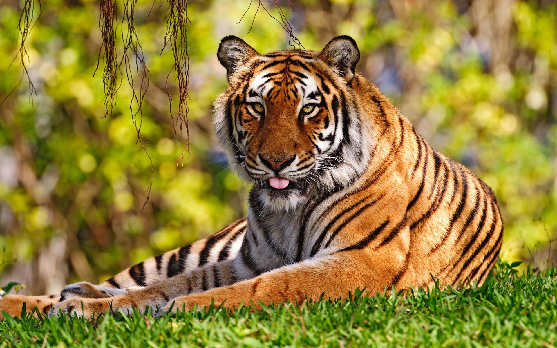 tiger images