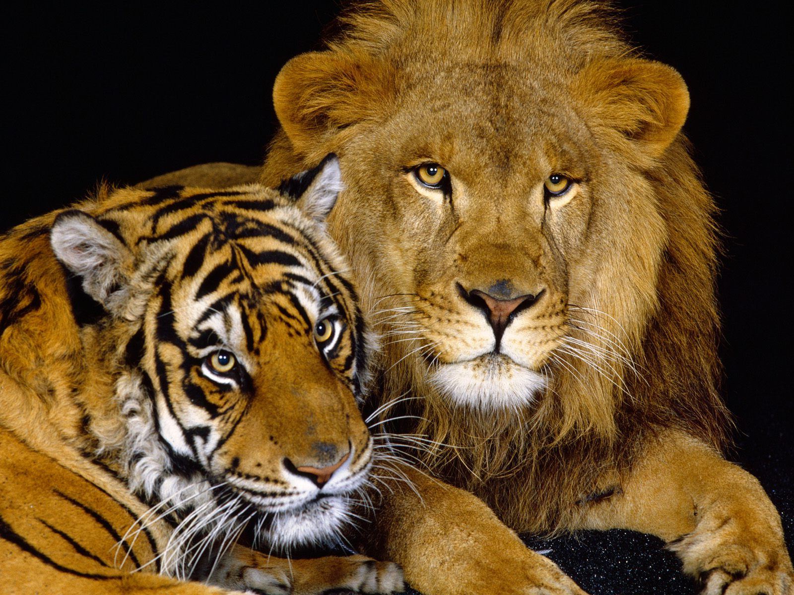 tiger lion pictures
