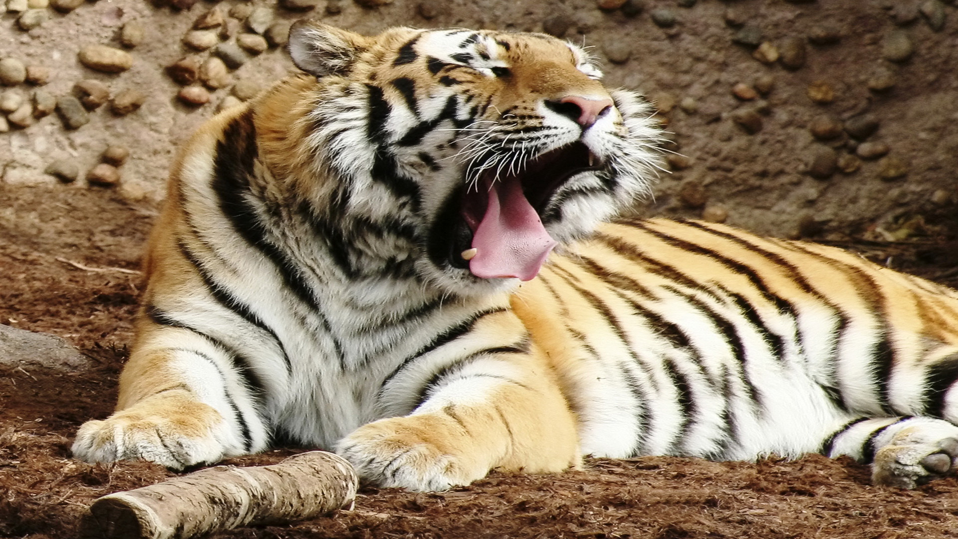 tiger live wallpapers
