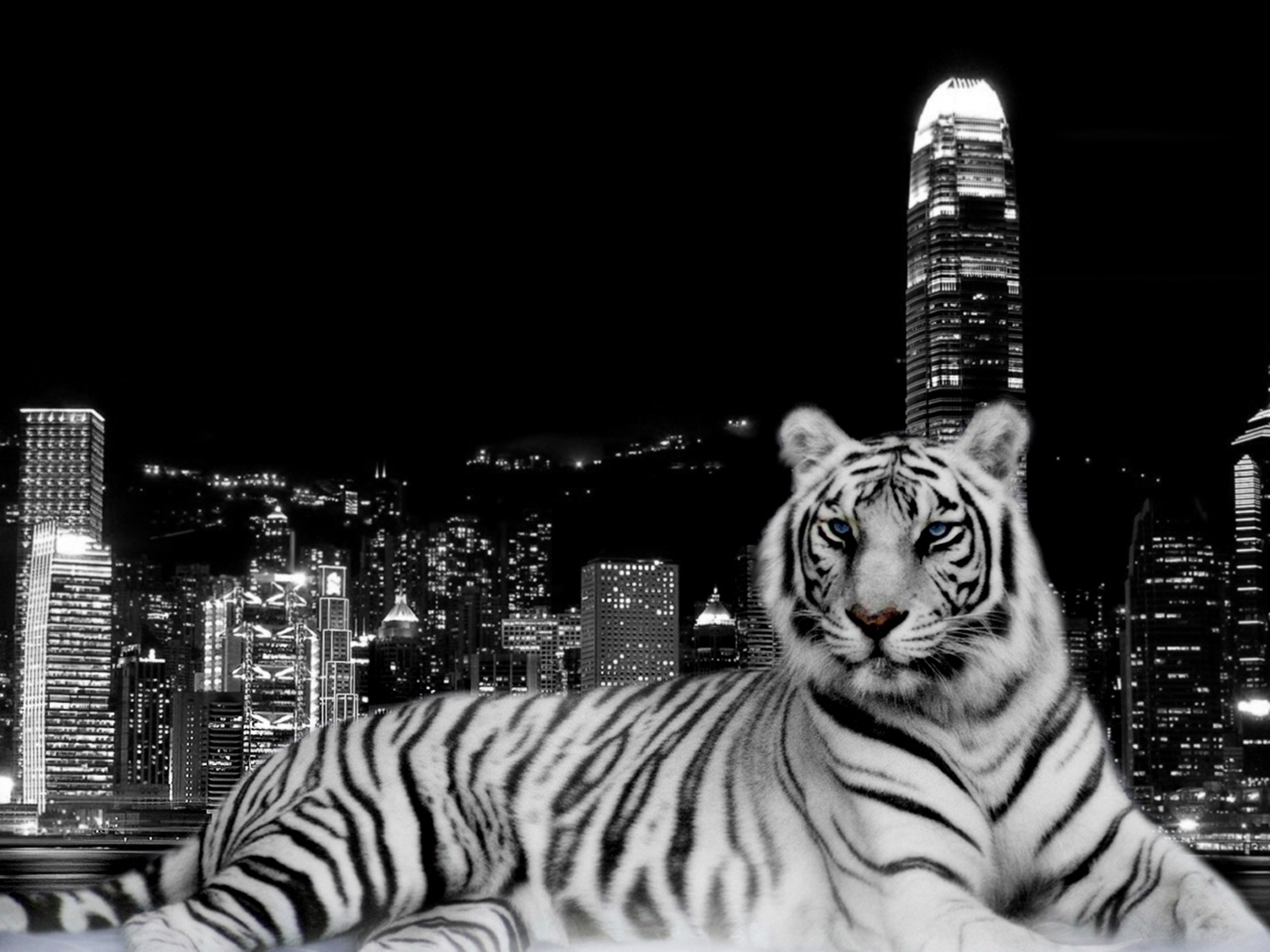 tiger mobile wallpapers