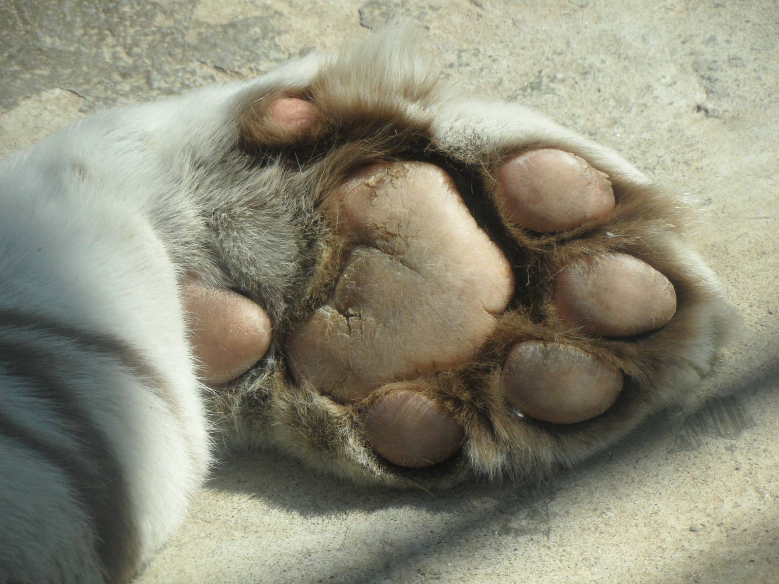 tiger paw images wallpaper