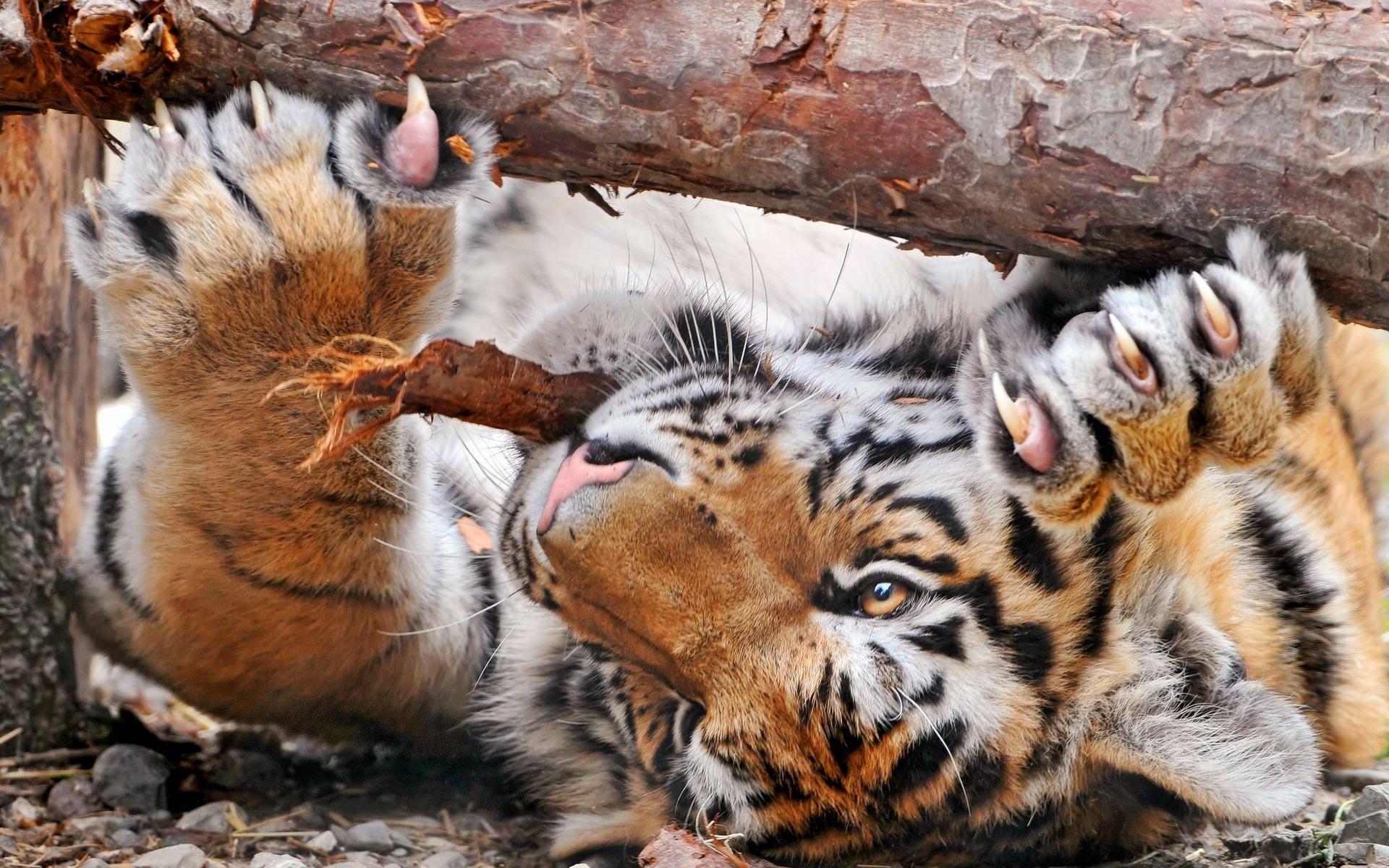 tiger paws pictures wallpaper