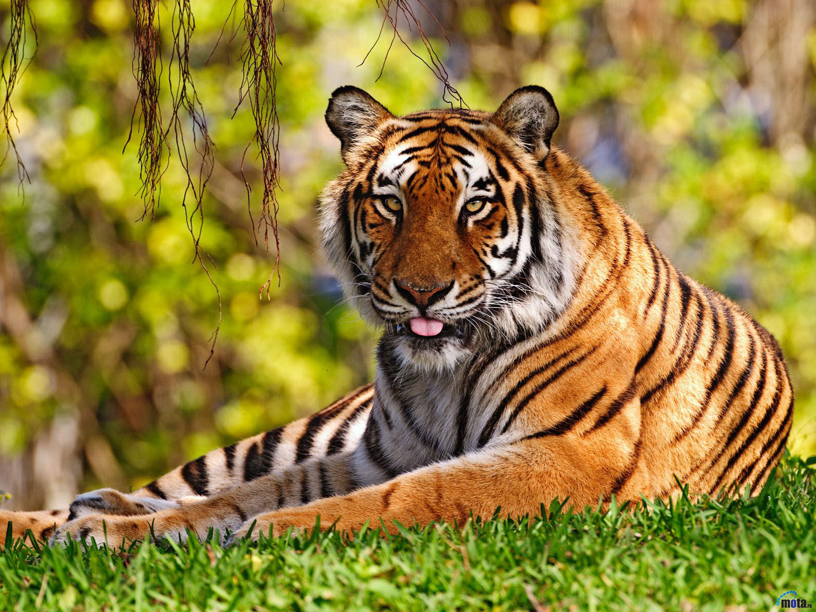 tiger photo gallery wallpaper