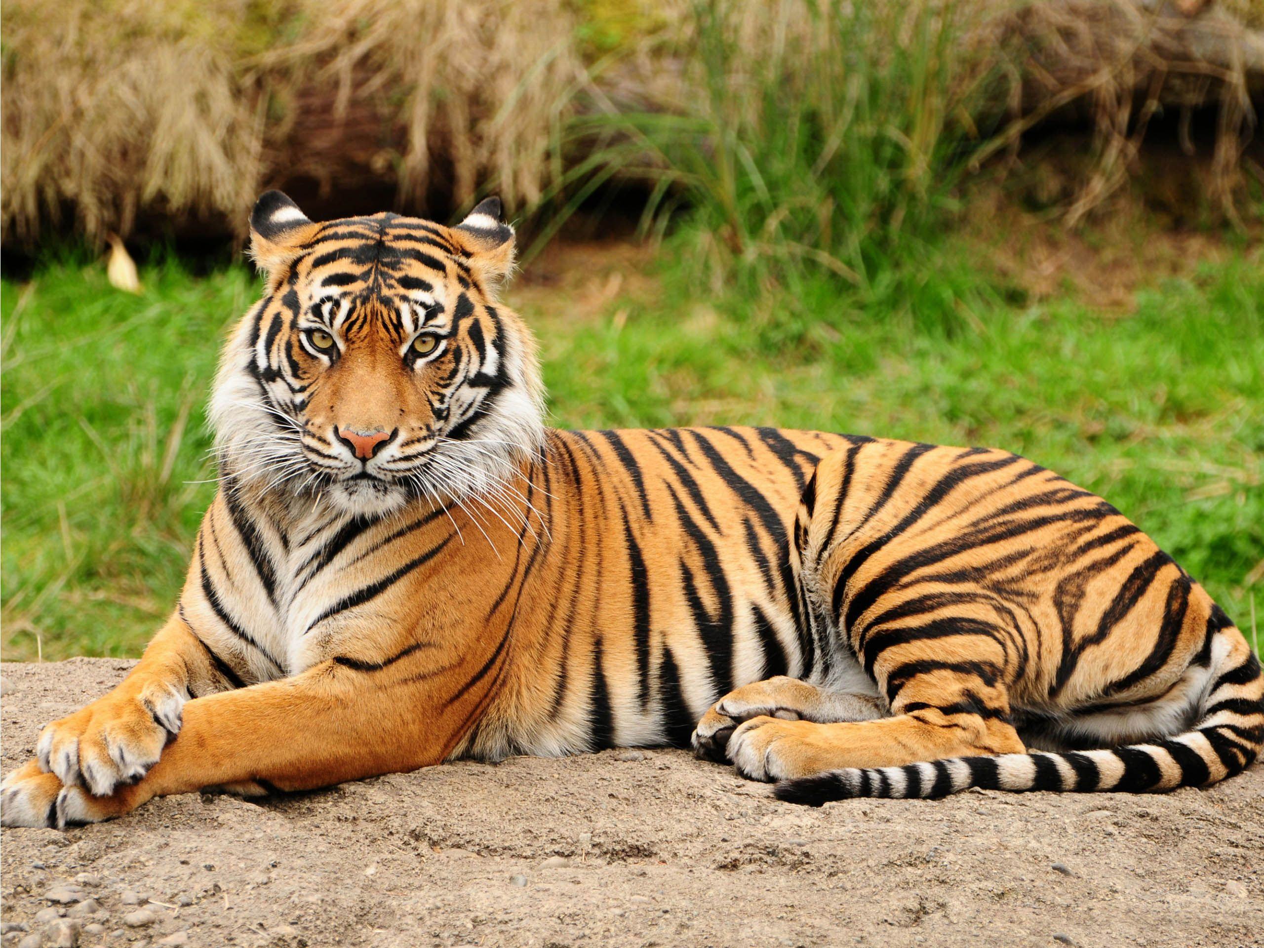 tiger photo gallery