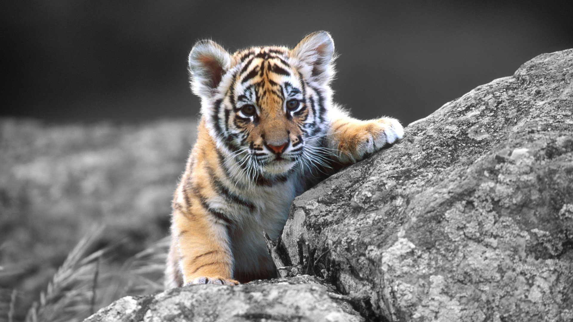 siberian tigers cub cute hd wallpapers