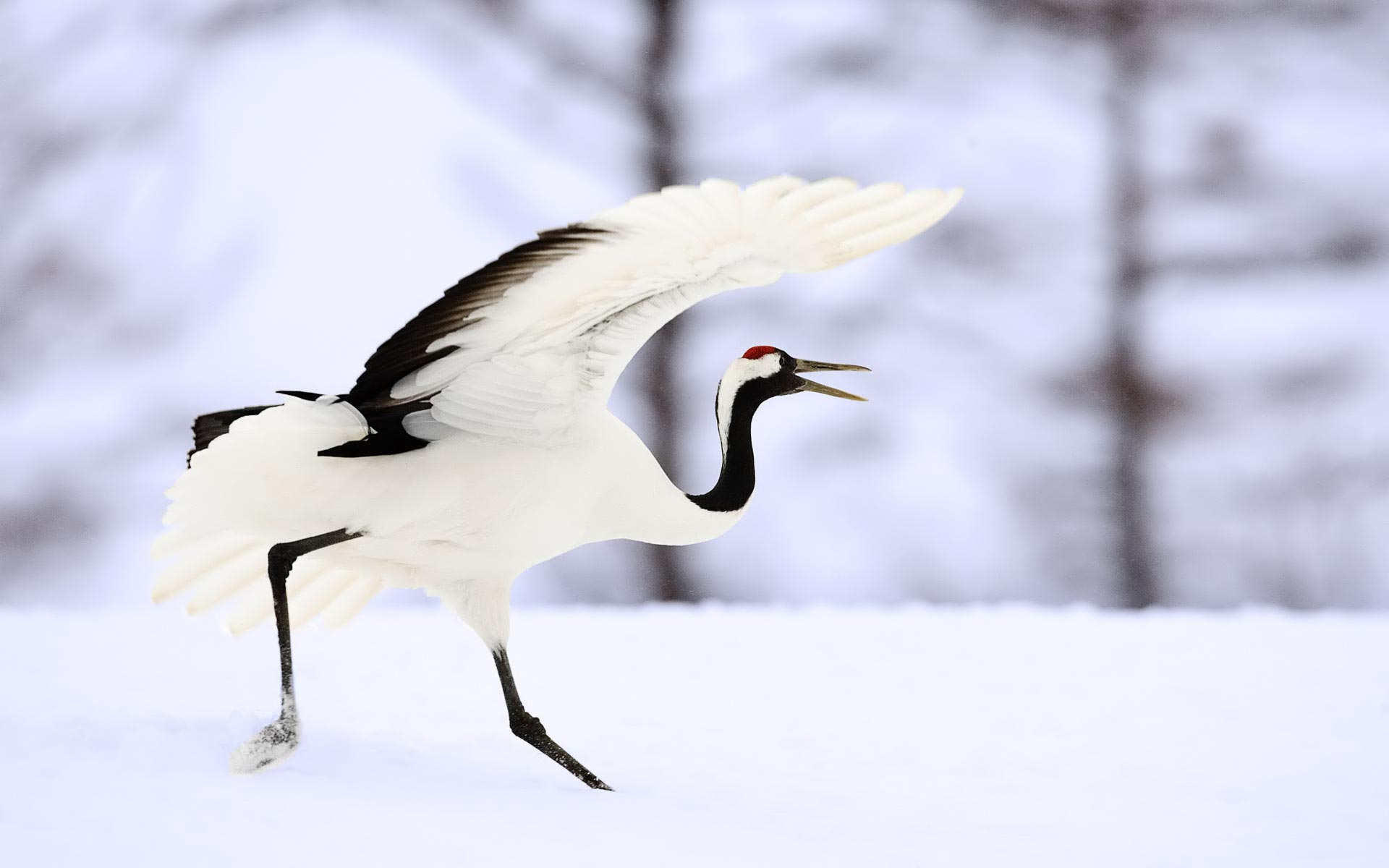 mobile desktop background all pictures of birds wallpaper