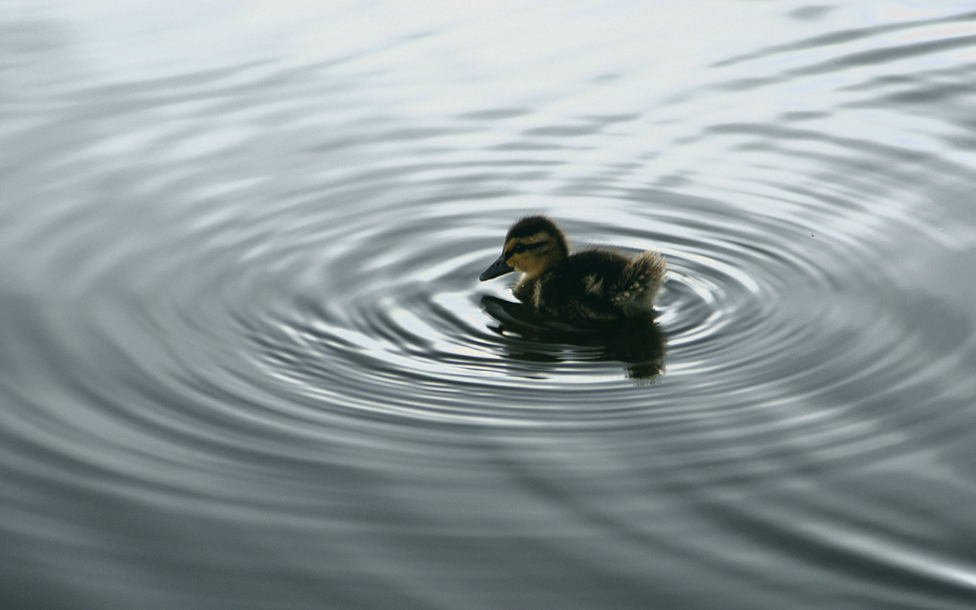 mobile desktop background animated birds pictures download