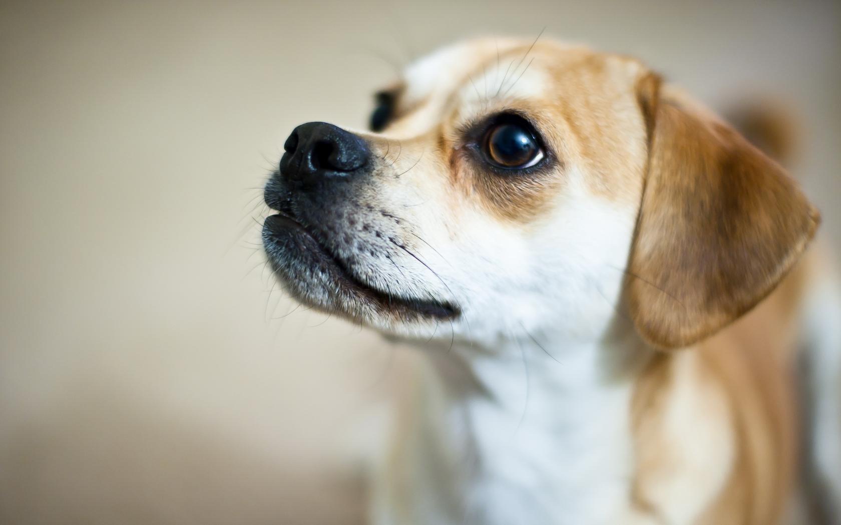 mobile desktop background baby dog photos download