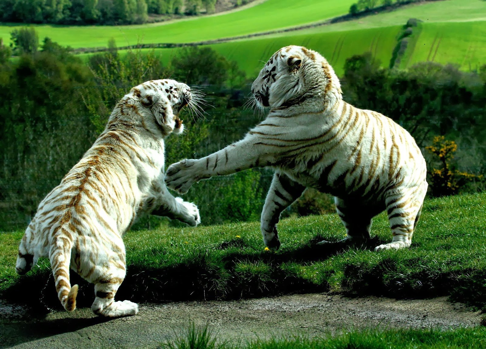 mobile desktop background baby white tiger images download