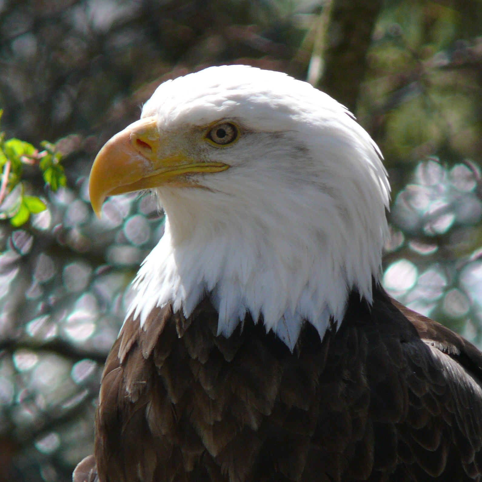 mobile desktop background bald eagle pictures and facts