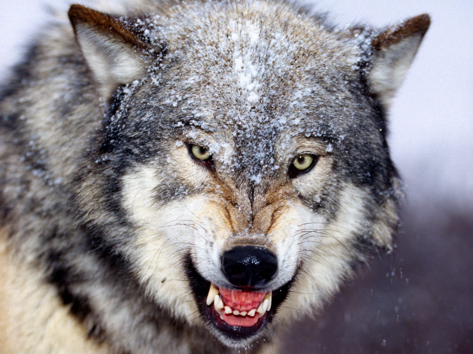 mobile desktop background best wolf wallpapers hd download