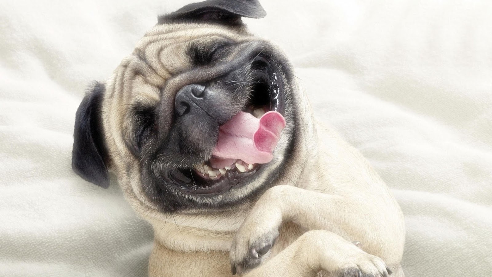 mobile desktop background big dogs pictures download