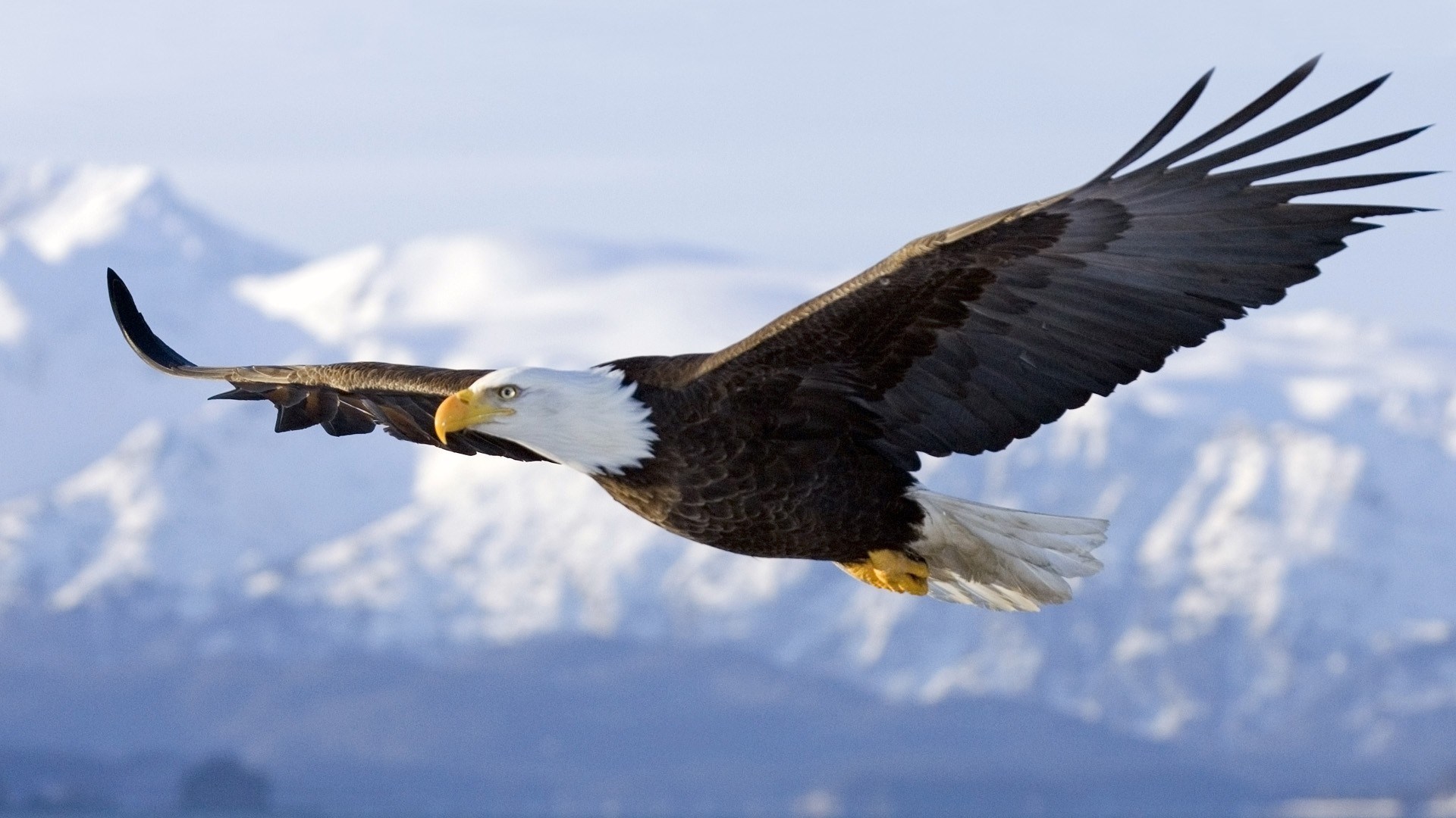Mobile Desktop Background Birds Eagles Pictures