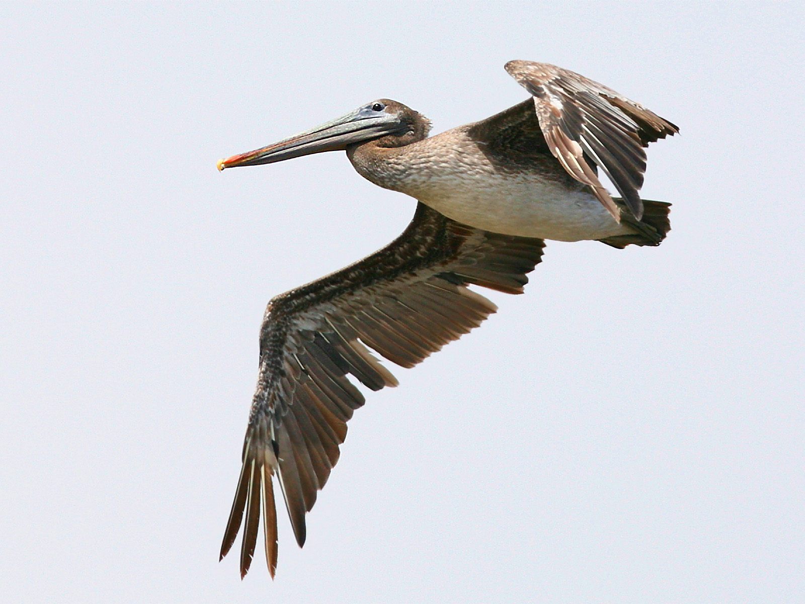 Mobile Desktop Background Birds Images Hd Wallpaper