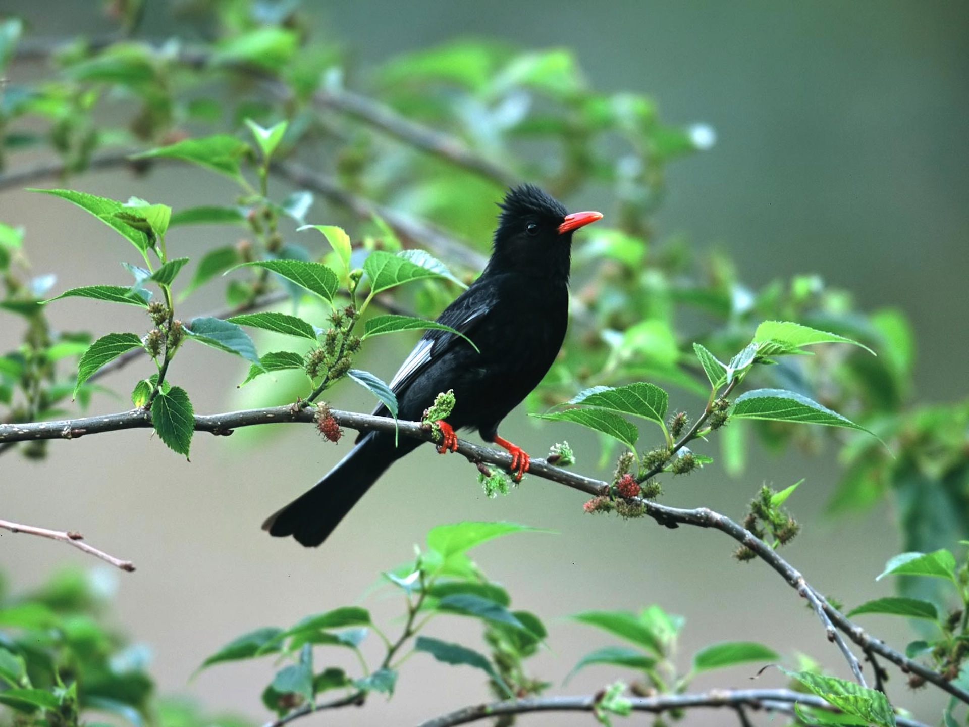 Mobile Desktop Background Birds Pictures Wallpaper